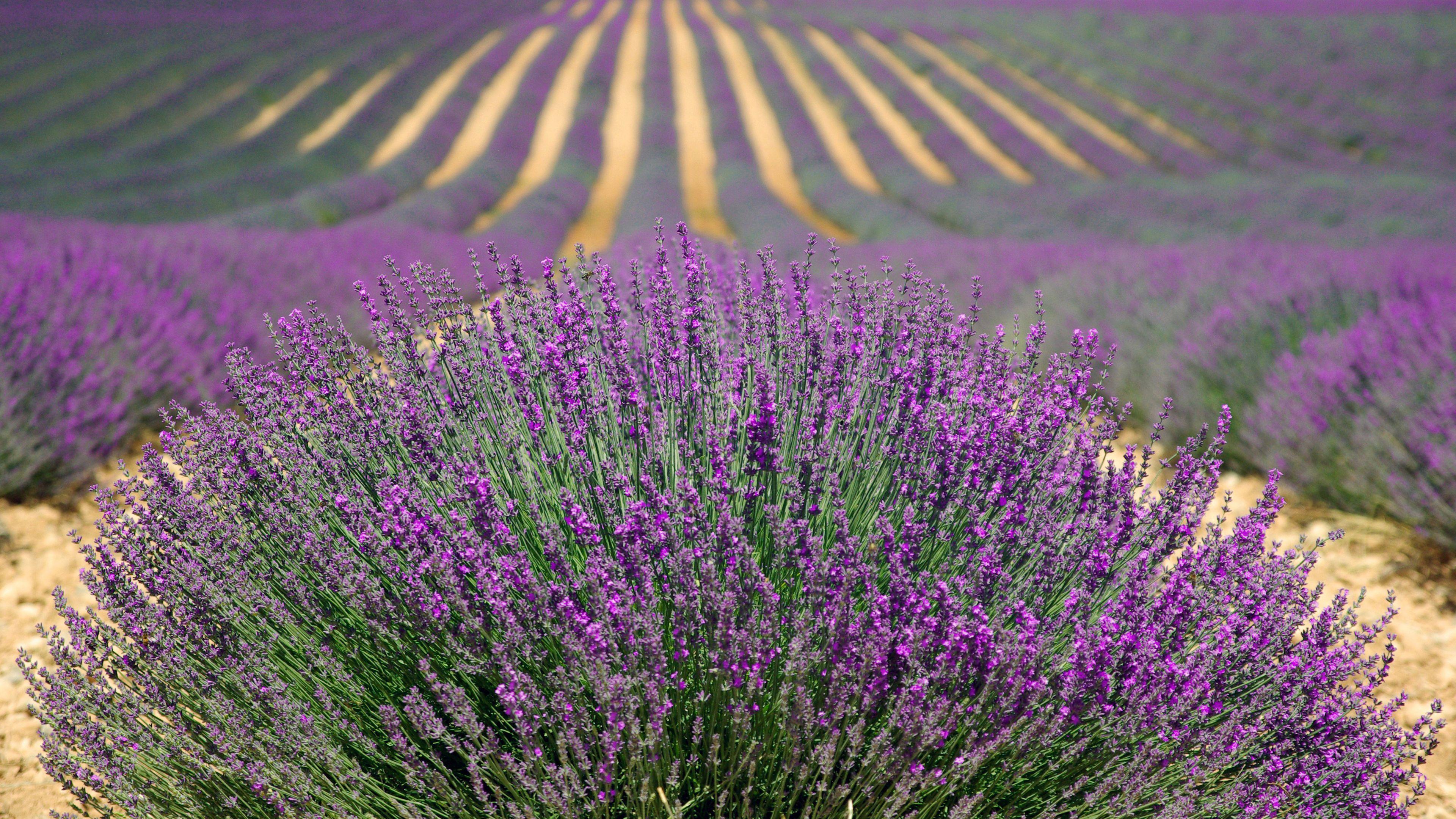 3840x2160 Lavender Chromebook Wallpaper