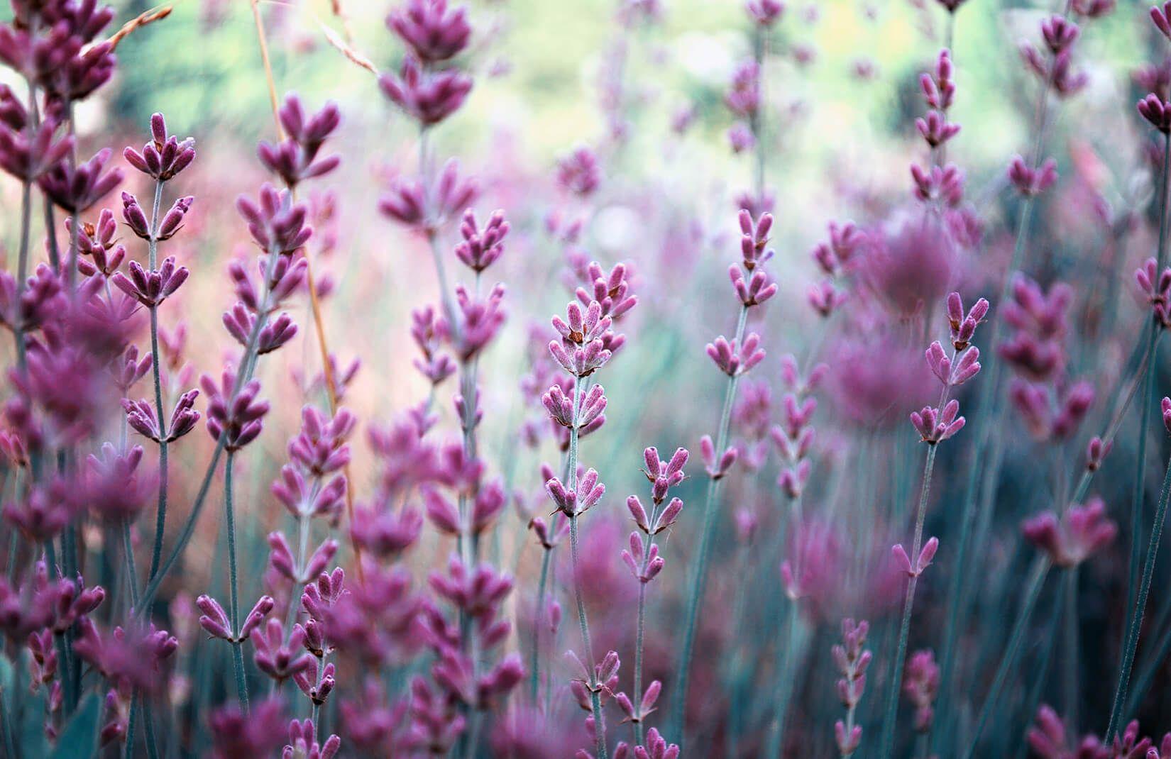 1650x1070 Hazy Purple Lavender Wallpaper Mural