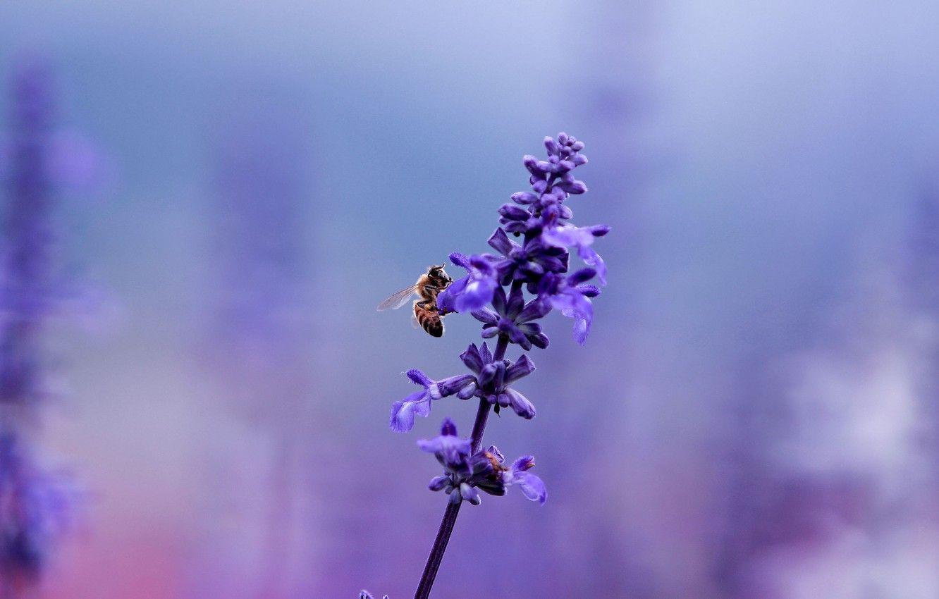 1332x850 Wallpaper flower, purple, macro, bee, lilac, glade, plant, color, blur, insect, purple, lavender image for desktop, section цветы
