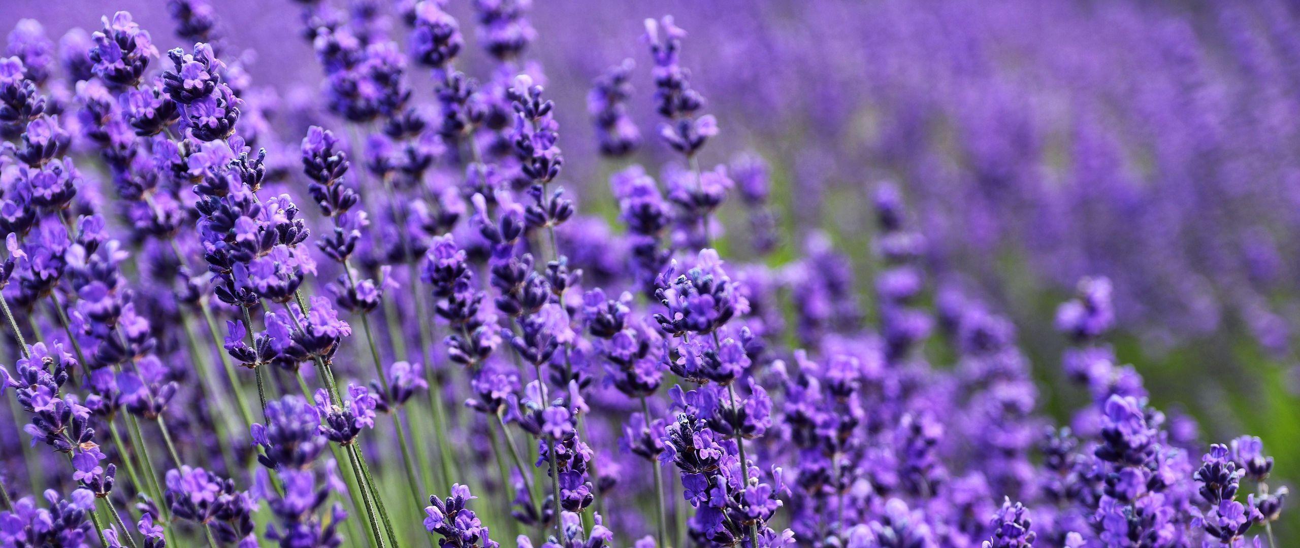 Lavender Plant Wallpapers - Top Free Lavender Plant Backgrounds ...