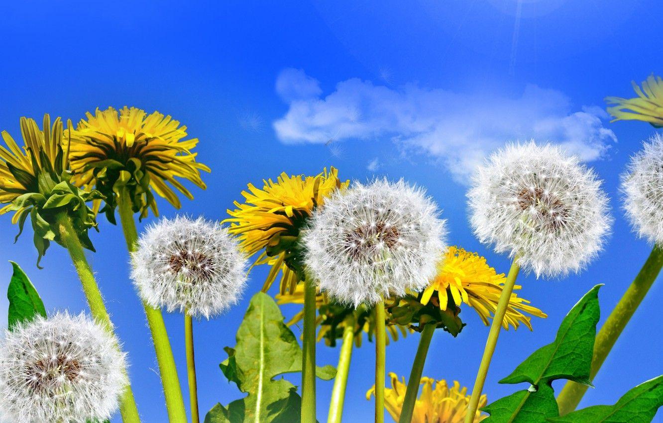 1332x850 Wallpaper field, the sky, the sun, spring, dandelions, yellow, flowers, spring, dandelion, wildflowers image for desktop, section цветы