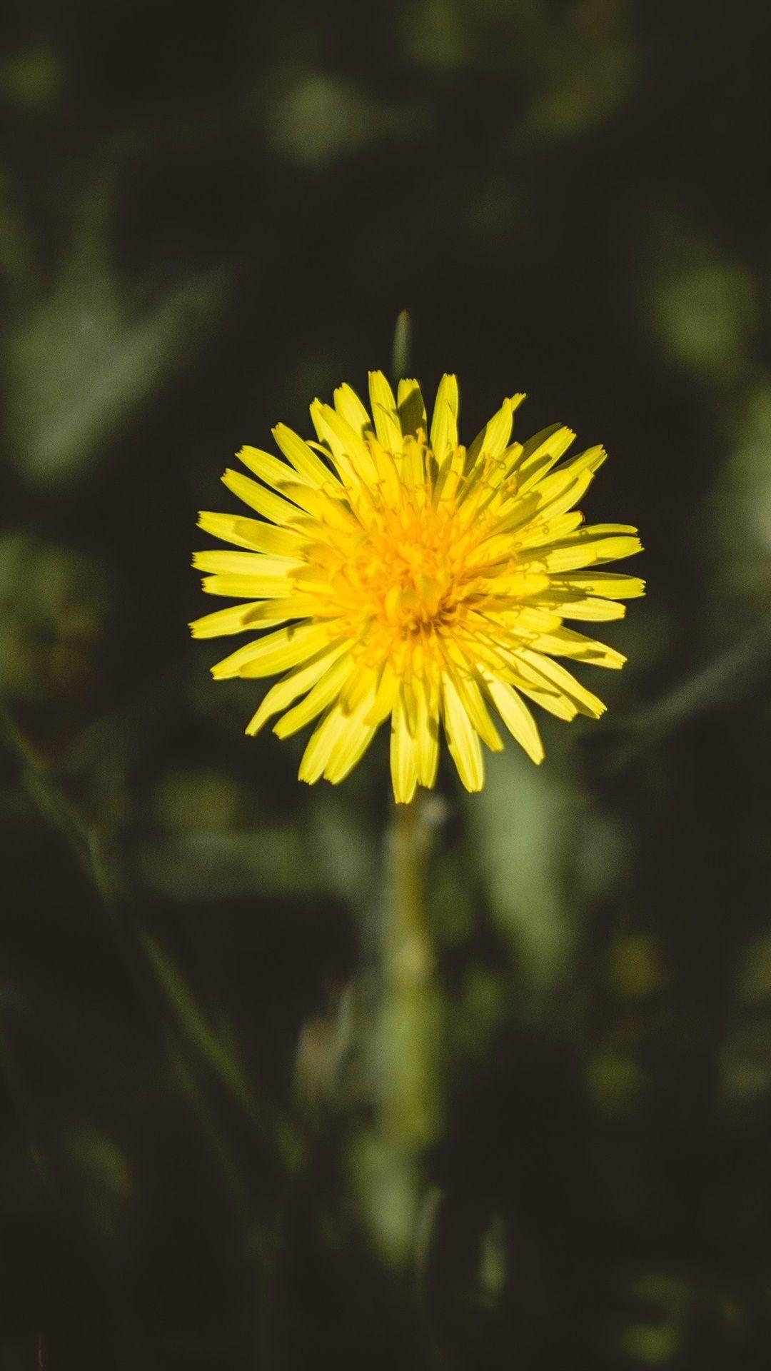 1080x1920 One Yellow Dandelion Flower 1080x1920 IPhone 8 7 6 6S Plus Wallpaper, Background, Picture, Image