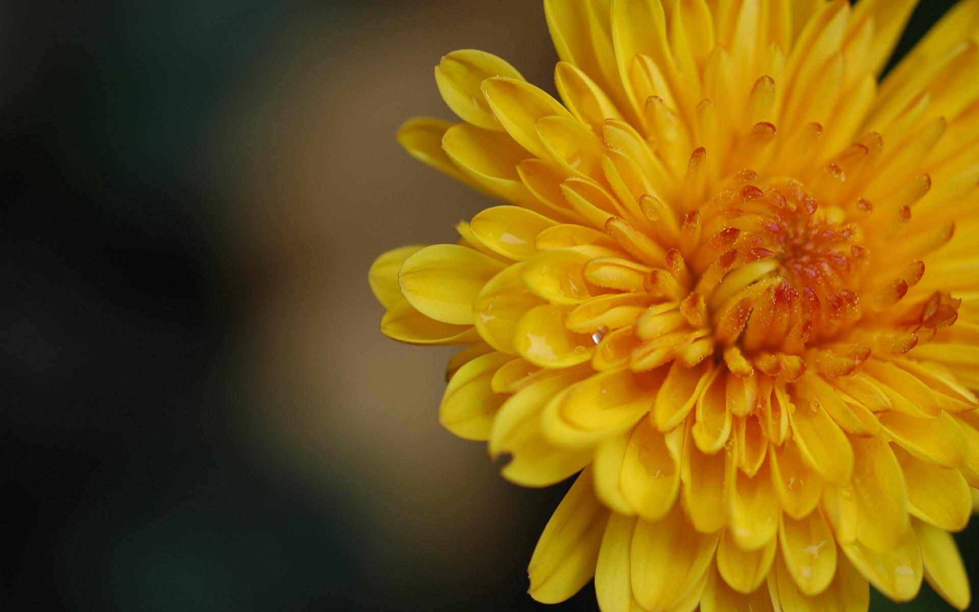 1920x1200 Dandelion Yellow wallpaperx1200