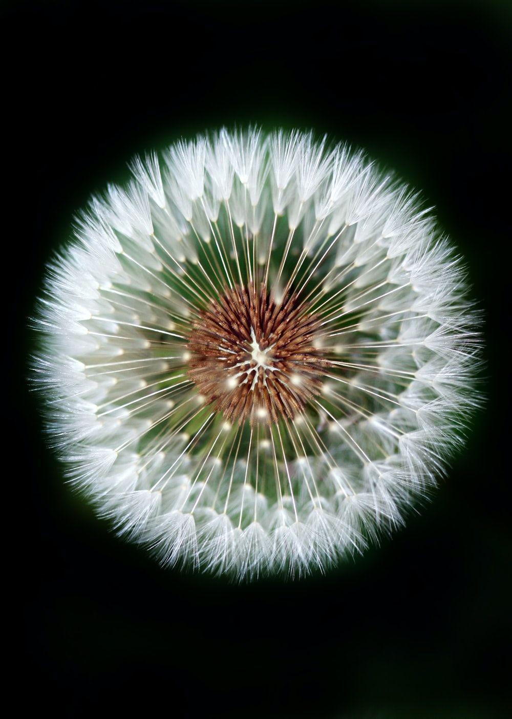 White Dandelion Wallpapers Top Free White Dandelion Backgrounds
