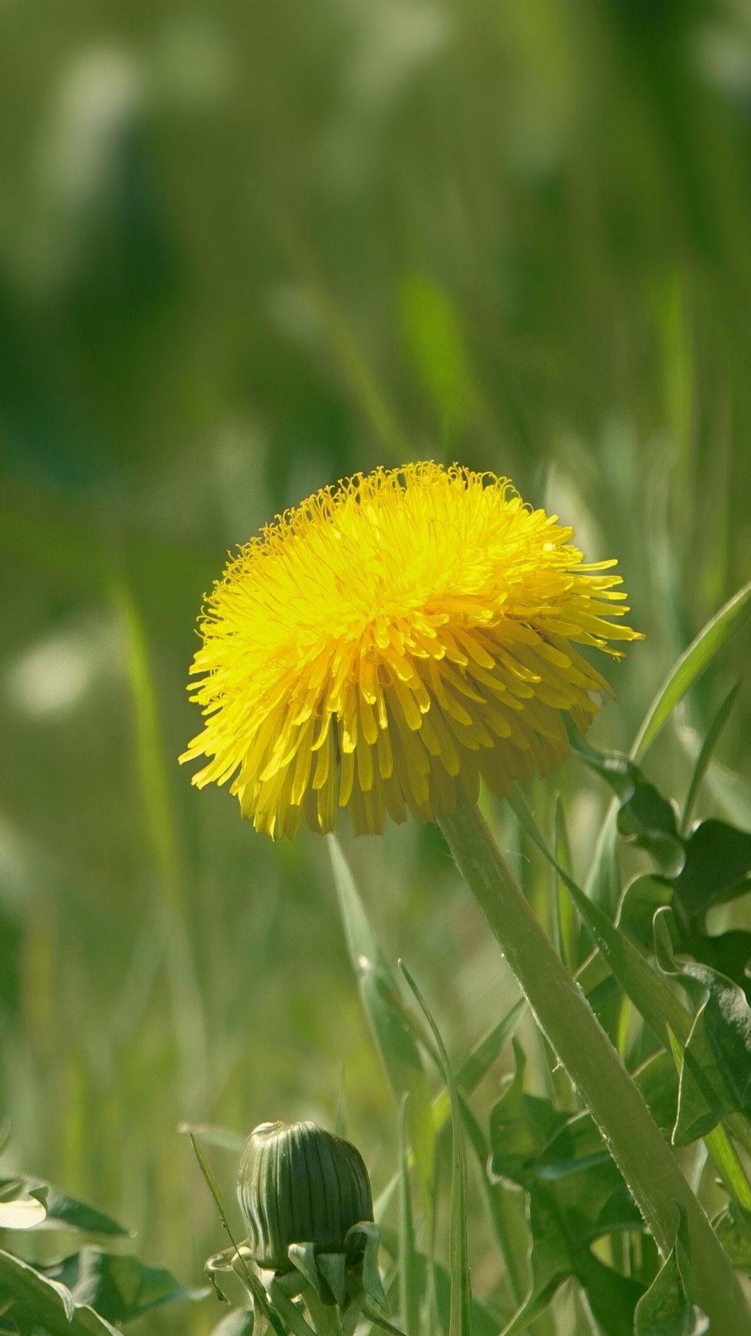 1080x1920 Yellow Flower Wallpaper Cool Dandelions Yellow Flowers 1080×1920 iPhone 8 7 6 6s Plus. Yellow flower wallpaper, Dandelion yellow, Yellow flowers