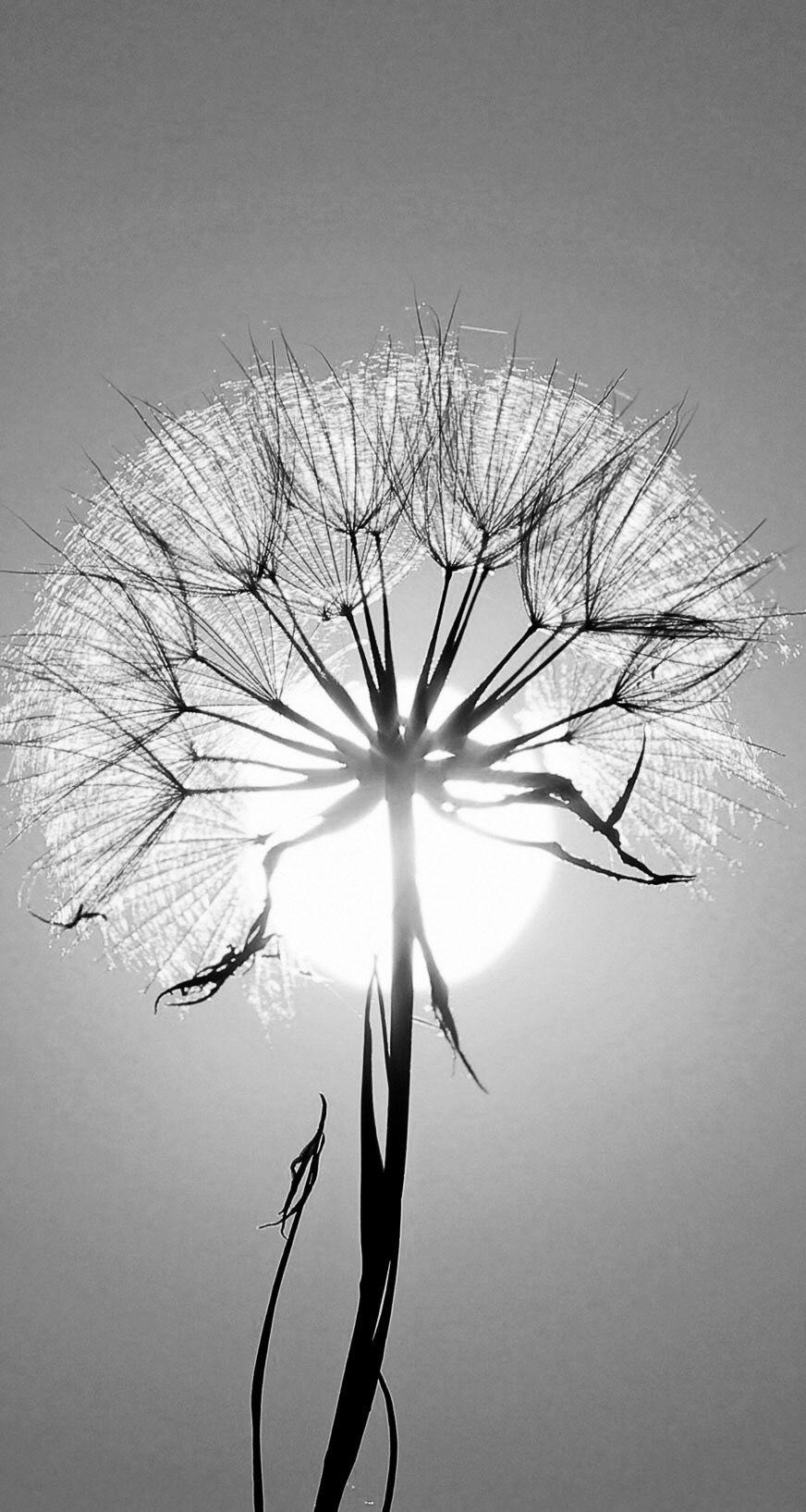 872x1635 Dandelion.. White photography, Black and white photography, Flowers photography