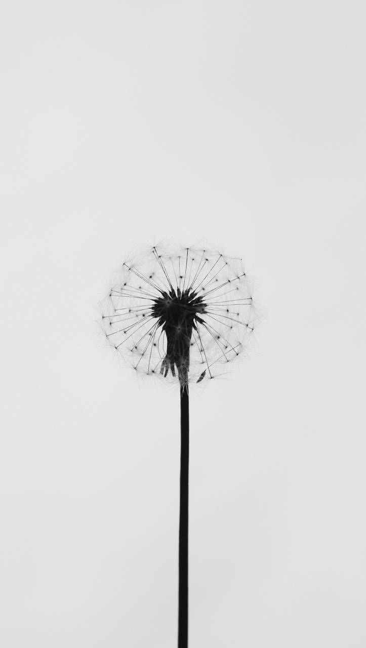 dandelion black and white wallpaper