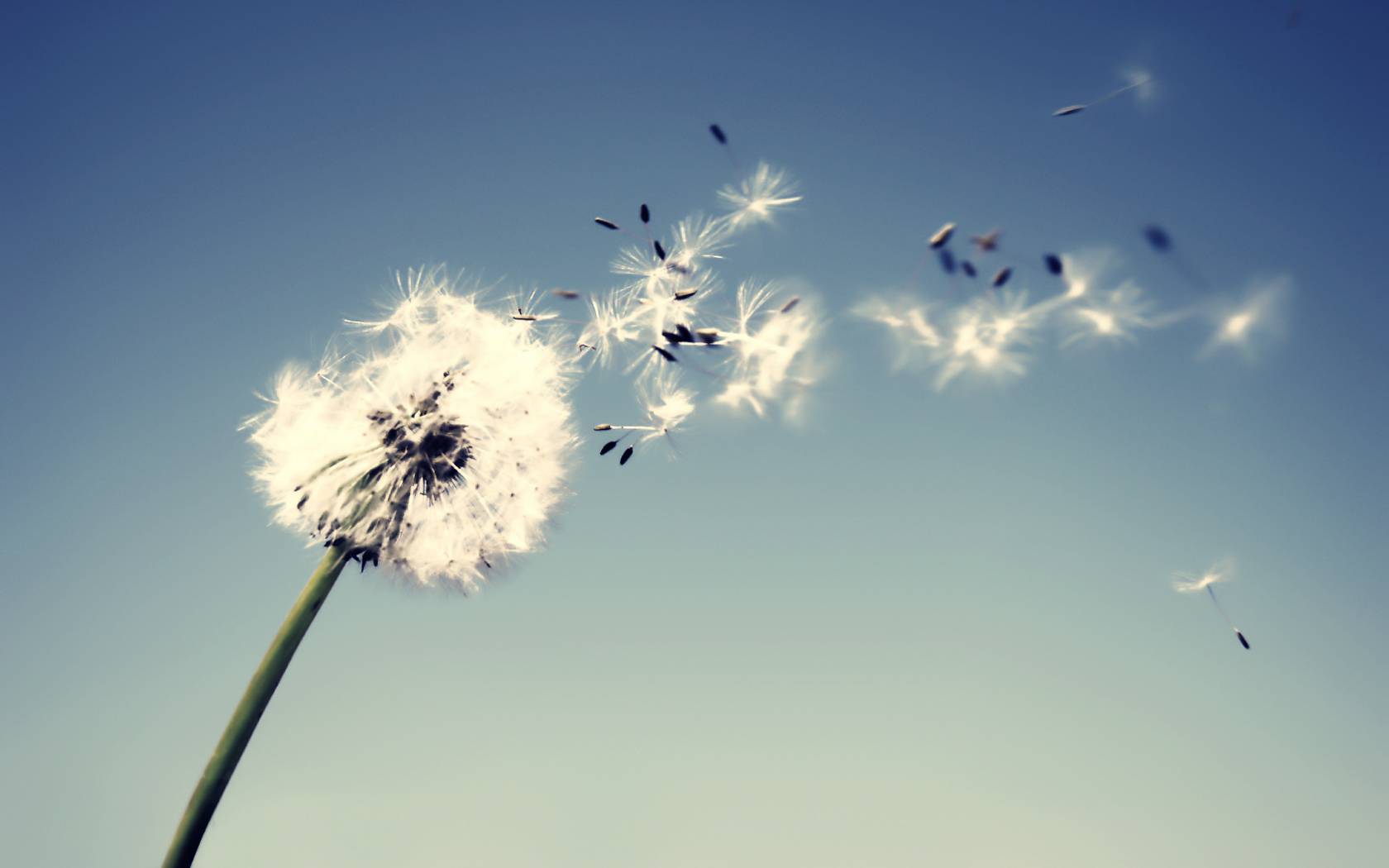 1680x1050 Dandelion Wallpaper