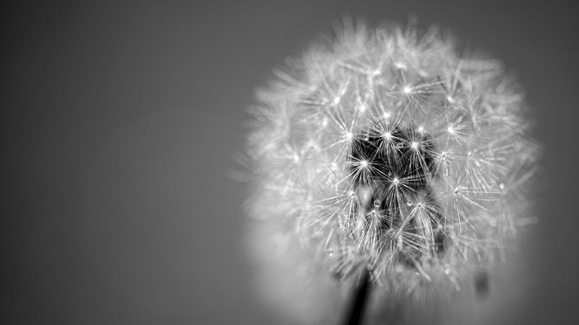White Dandelion Wallpapers - Top Free White Dandelion Backgrounds -  WallpaperAccess