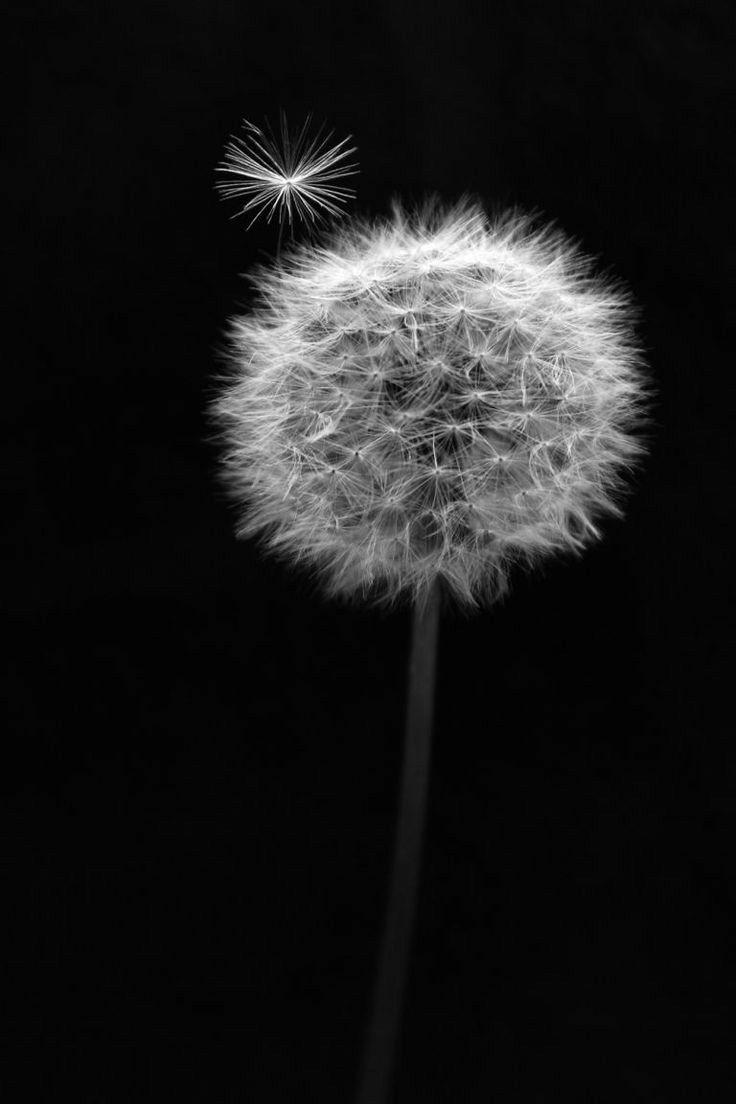 736x1104 The Black World. Dandelion wallpaper, Black and white painting, Dark wallpaper