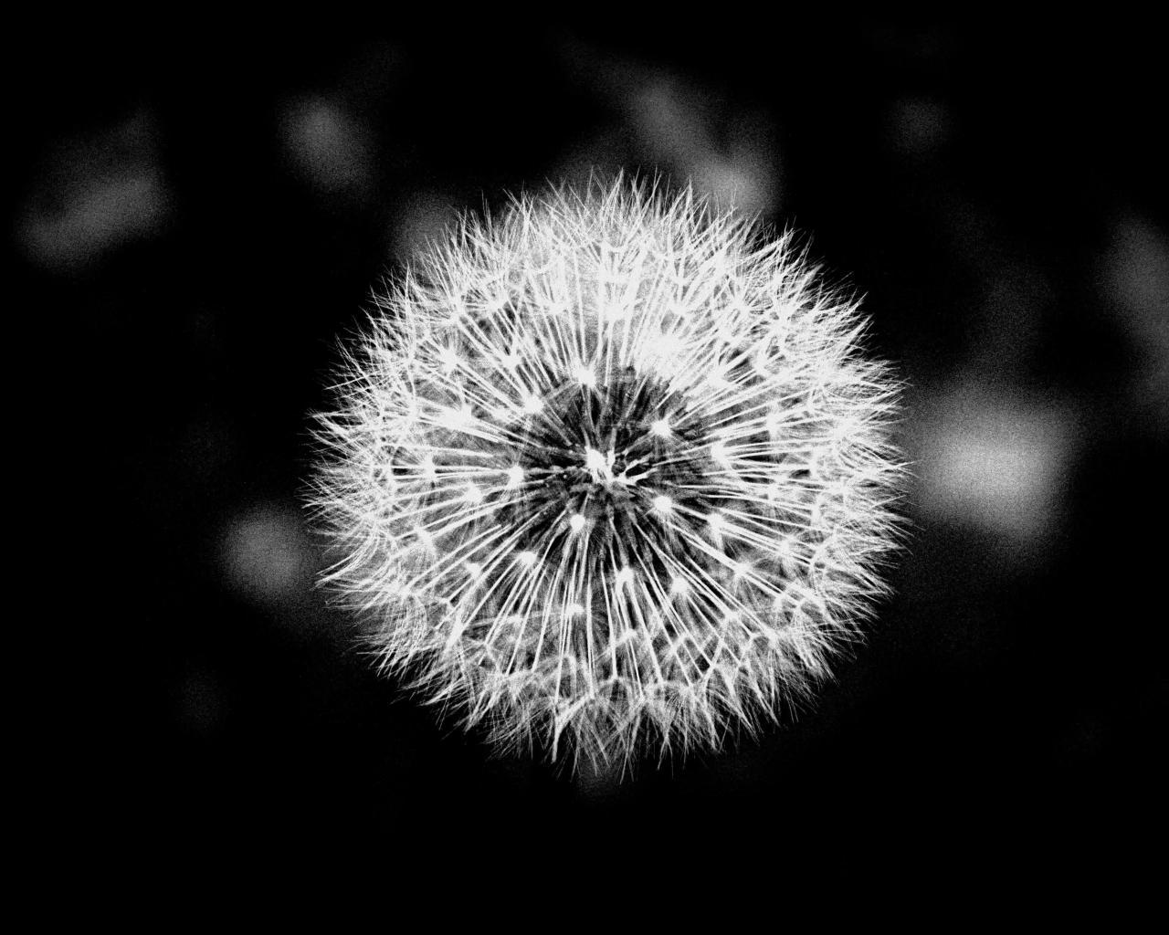 dandelion black and white wallpaper