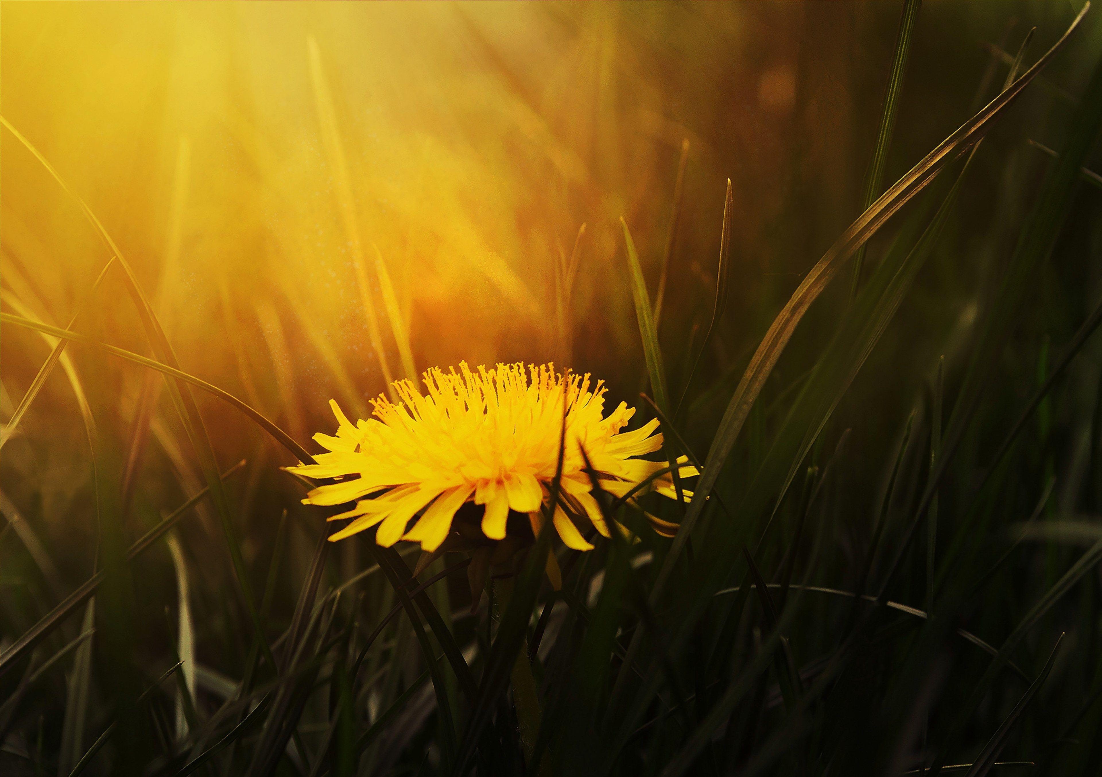 3840x2706 Wallpaper / a close up of a yellow dandelion batched in warm light, lone dandelion at sunset 4k wallpaper
