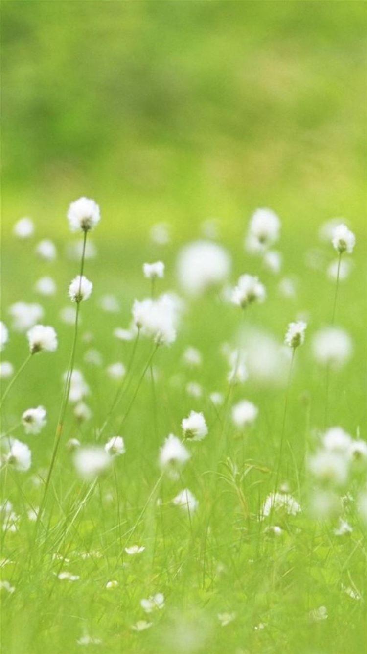 1080x1920 Vitality White Dandelion Plant Field iPhone 8 Wallpaper Free Download
