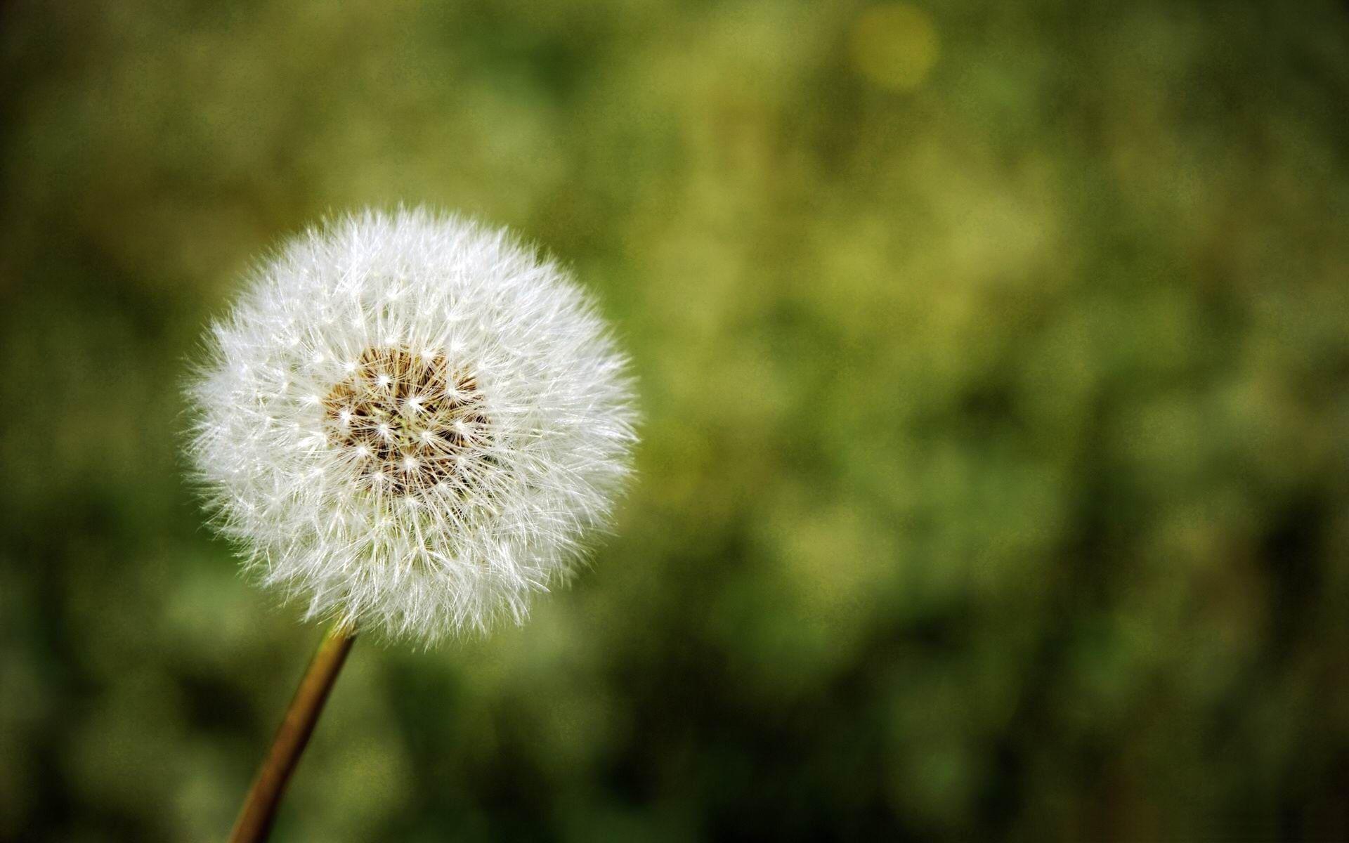 White Dandelion Wallpapers Top Free White Dandelion Backgrounds