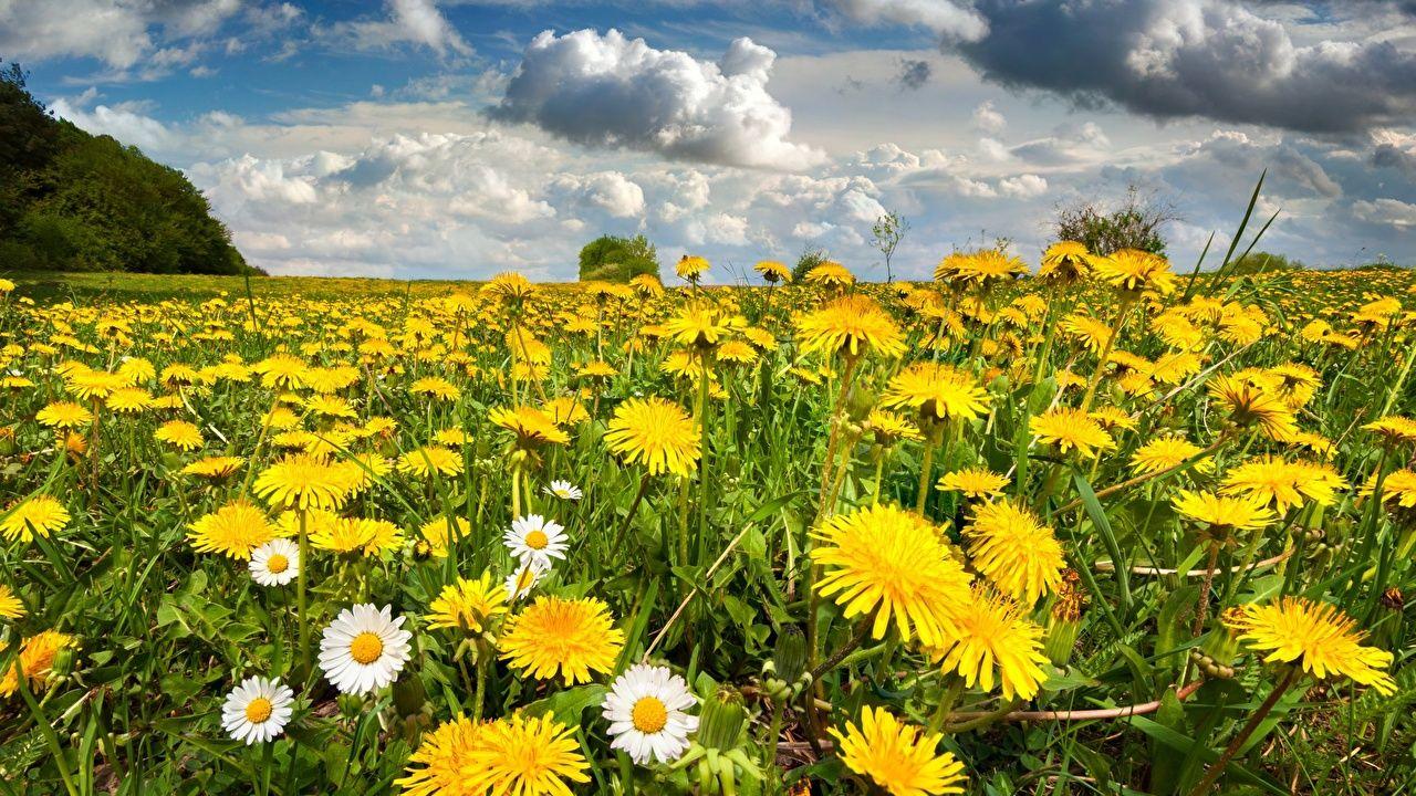 1280x720 Photos Nature Yellow flower Meadow Taraxacum Many Clouds