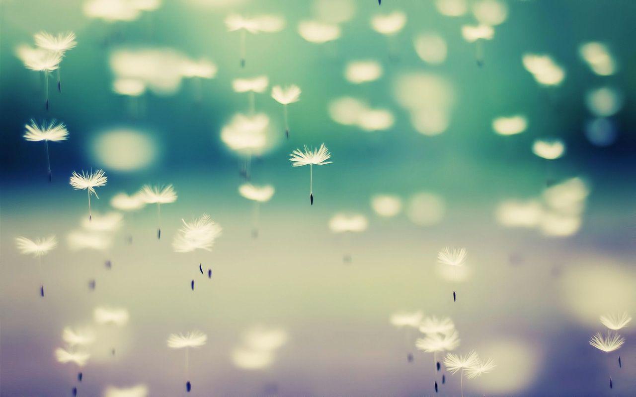 White Dandelion Wallpapers - Top Free White Dandelion Backgrounds