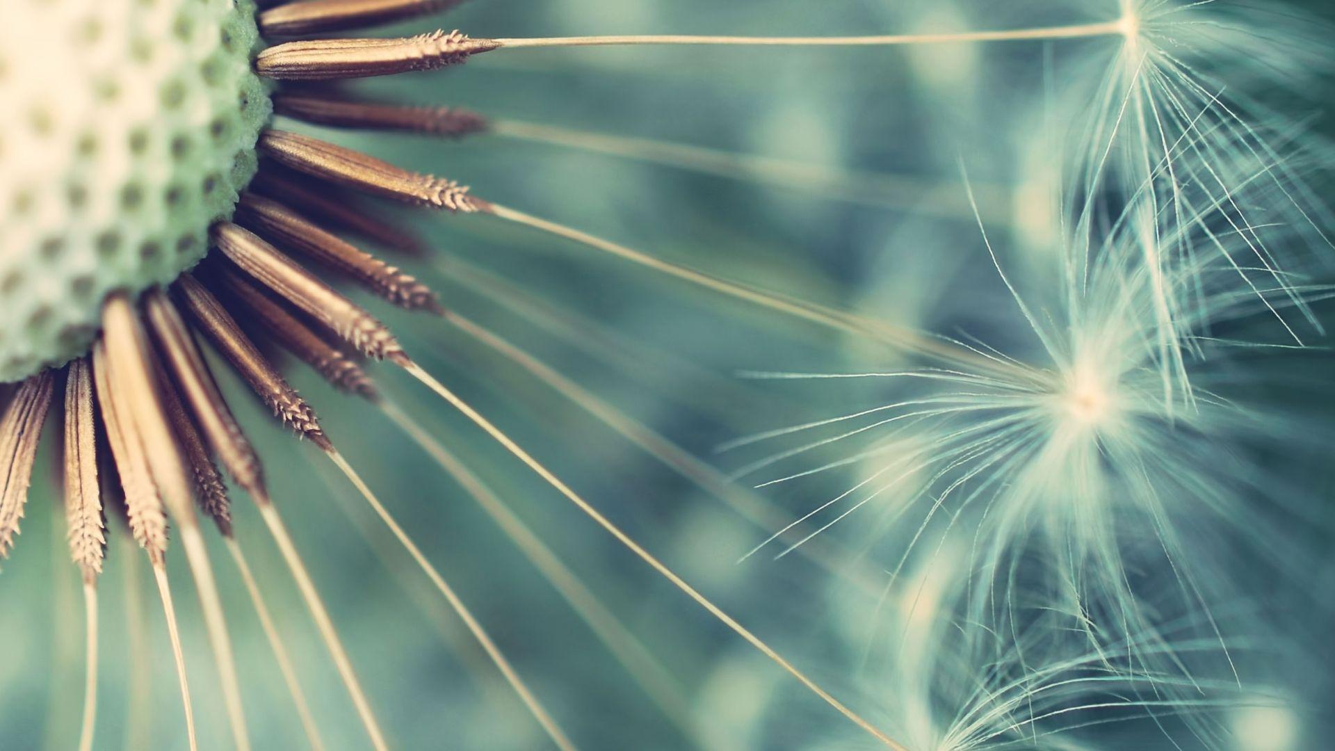 1920x1080 Dandelions Wallpaper. Dandelions Wallpaper, Dandelions Background Pattern and Summer Dandelions Background