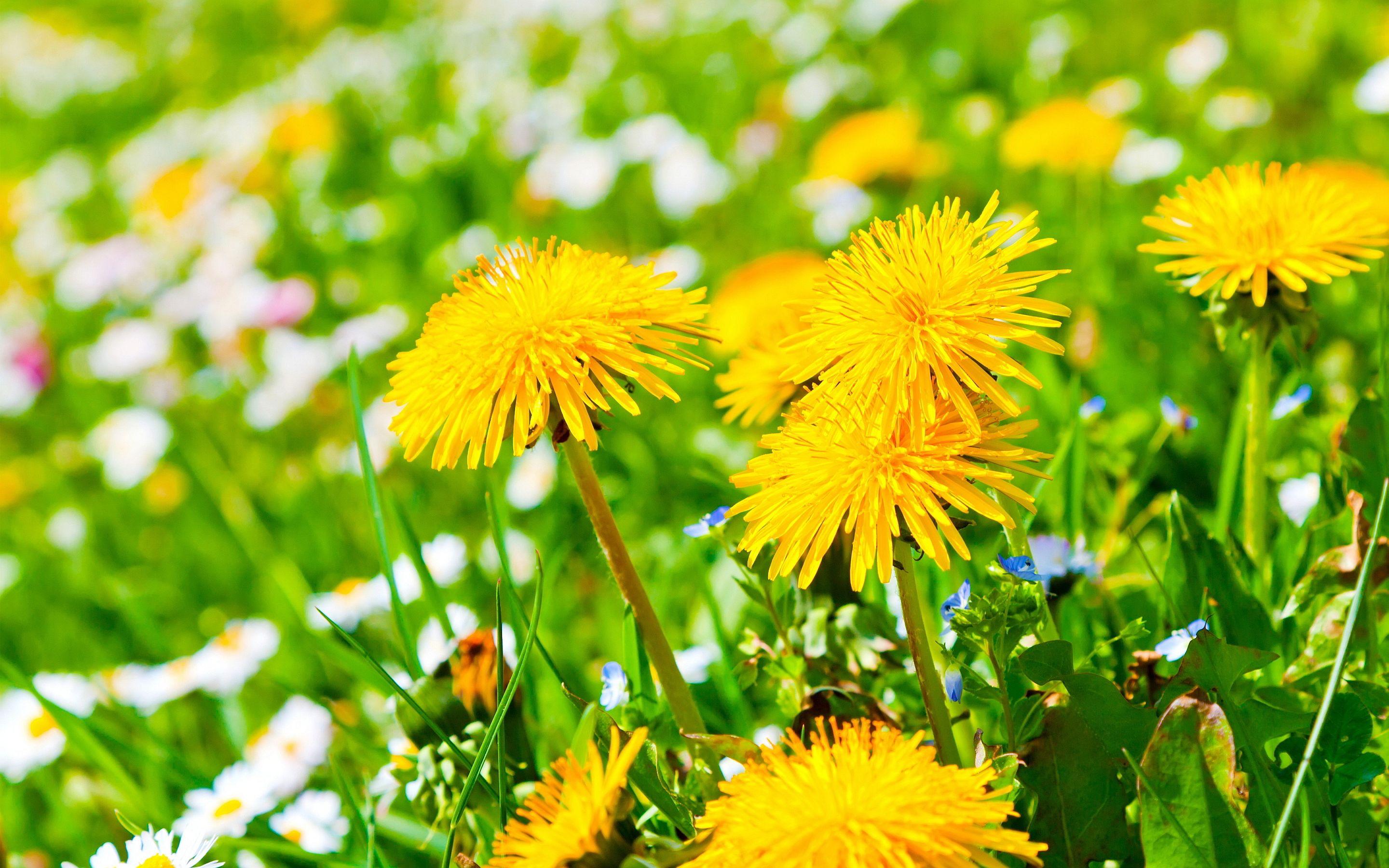 2880x1800 dandelions yellow Desktop Wallpaperk HD