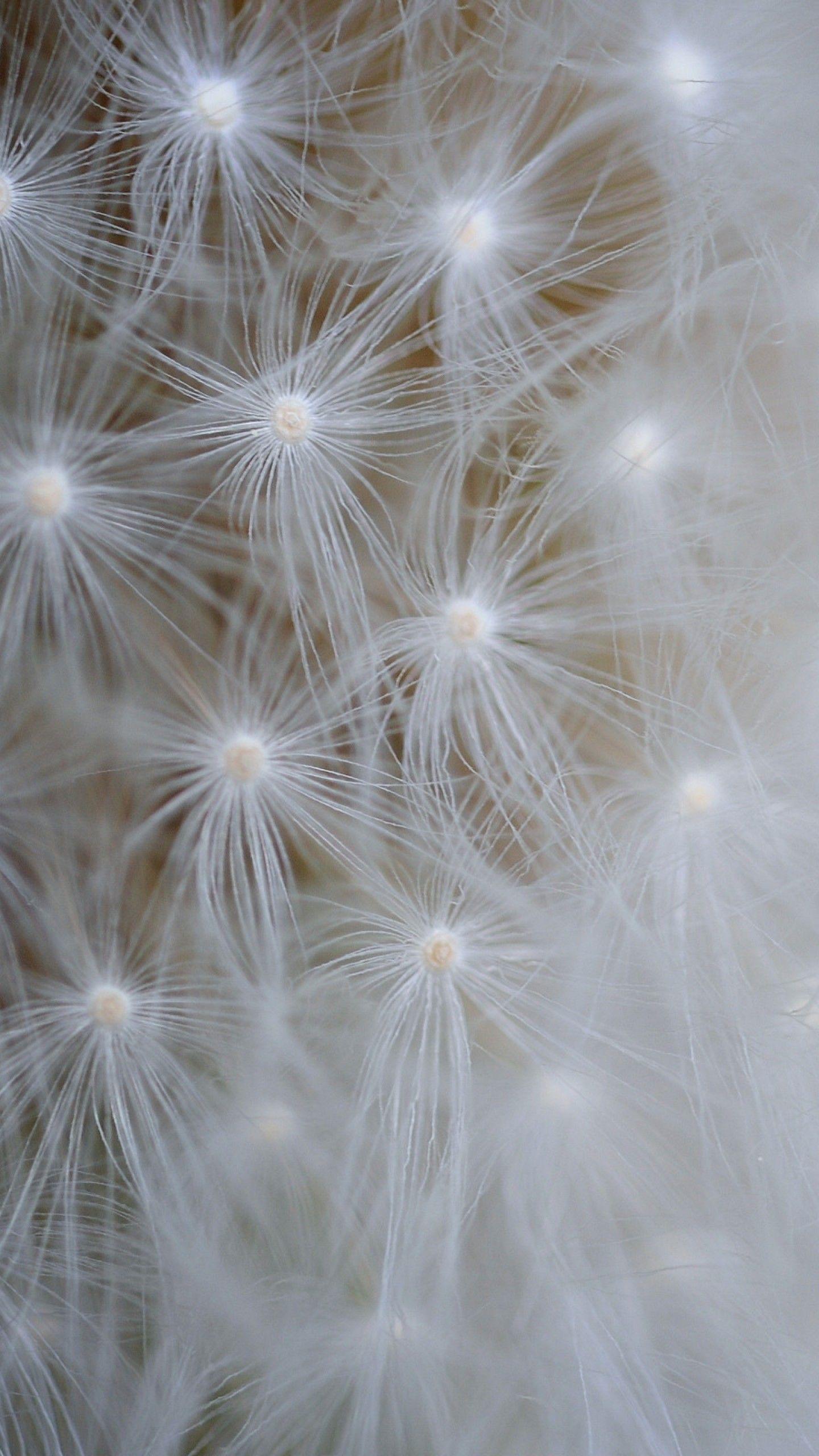 White Dandelion Wallpapers Top Free White Dandelion Backgrounds