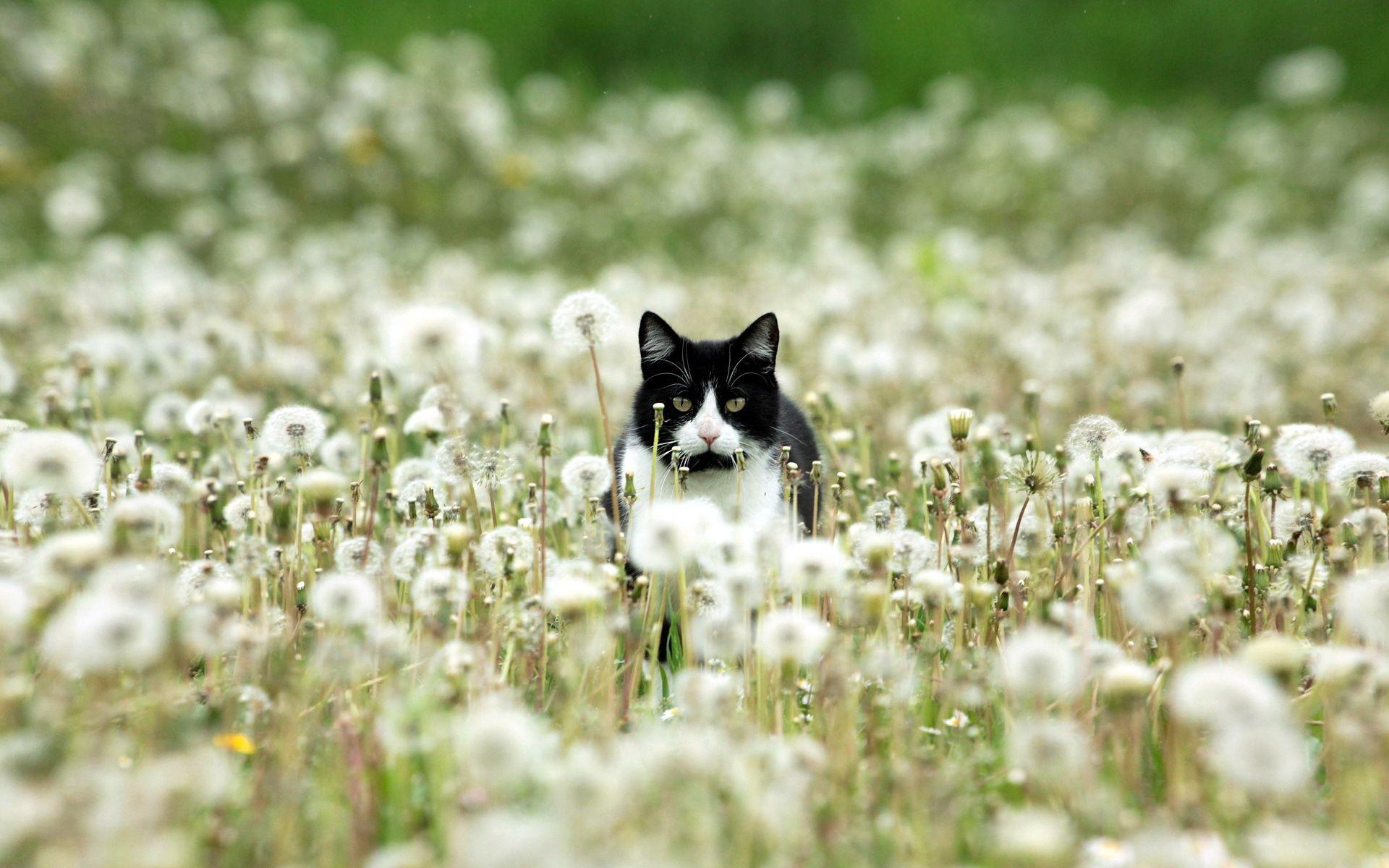 1920x1200 White Dandelion Image
