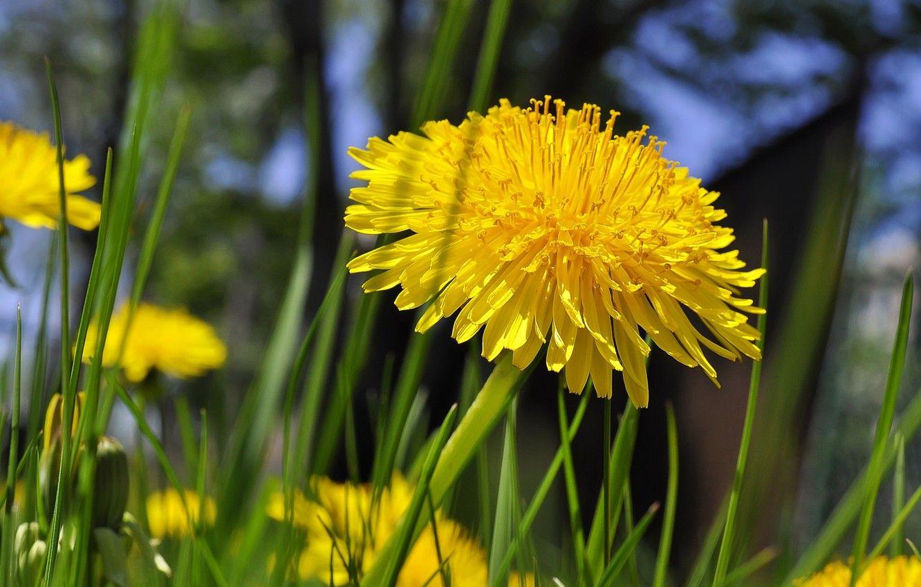 Yellow Dandelion Wallpapers Top Free Yellow Dandelion Backgrounds