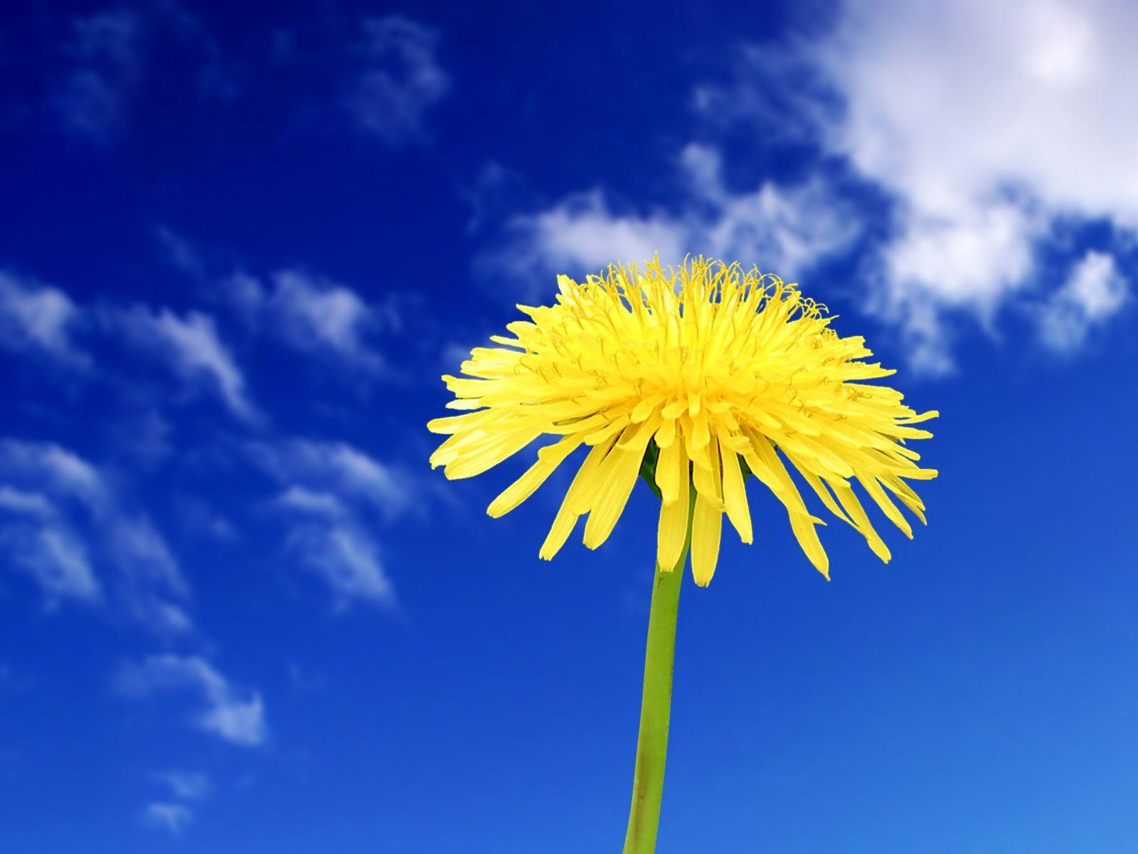 1600x1200 I don't know why everyone hates dandelions and calls them weeds. I think they're bright and happy!. Paardenbloem, Paardebloem