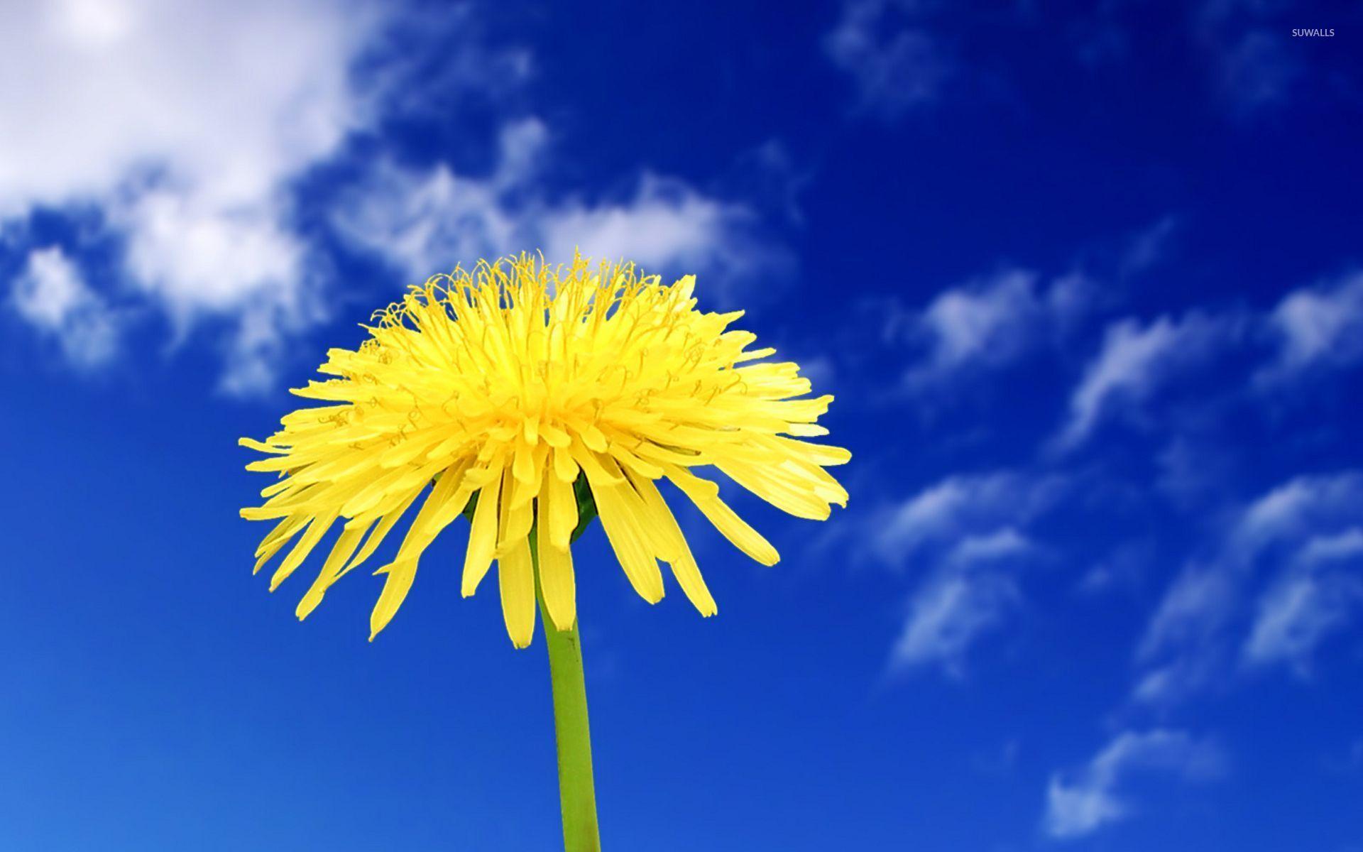 Yellow Dandelion Wallpapers Top Free Yellow Dandelion Backgrounds