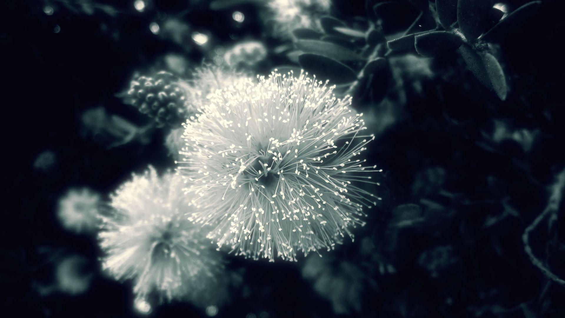 1920x1080 Dandelion Background HD. Dandelion Wallpaper, Dandelion Vintage Wallpaper and Dandelion Flower Wallpaper