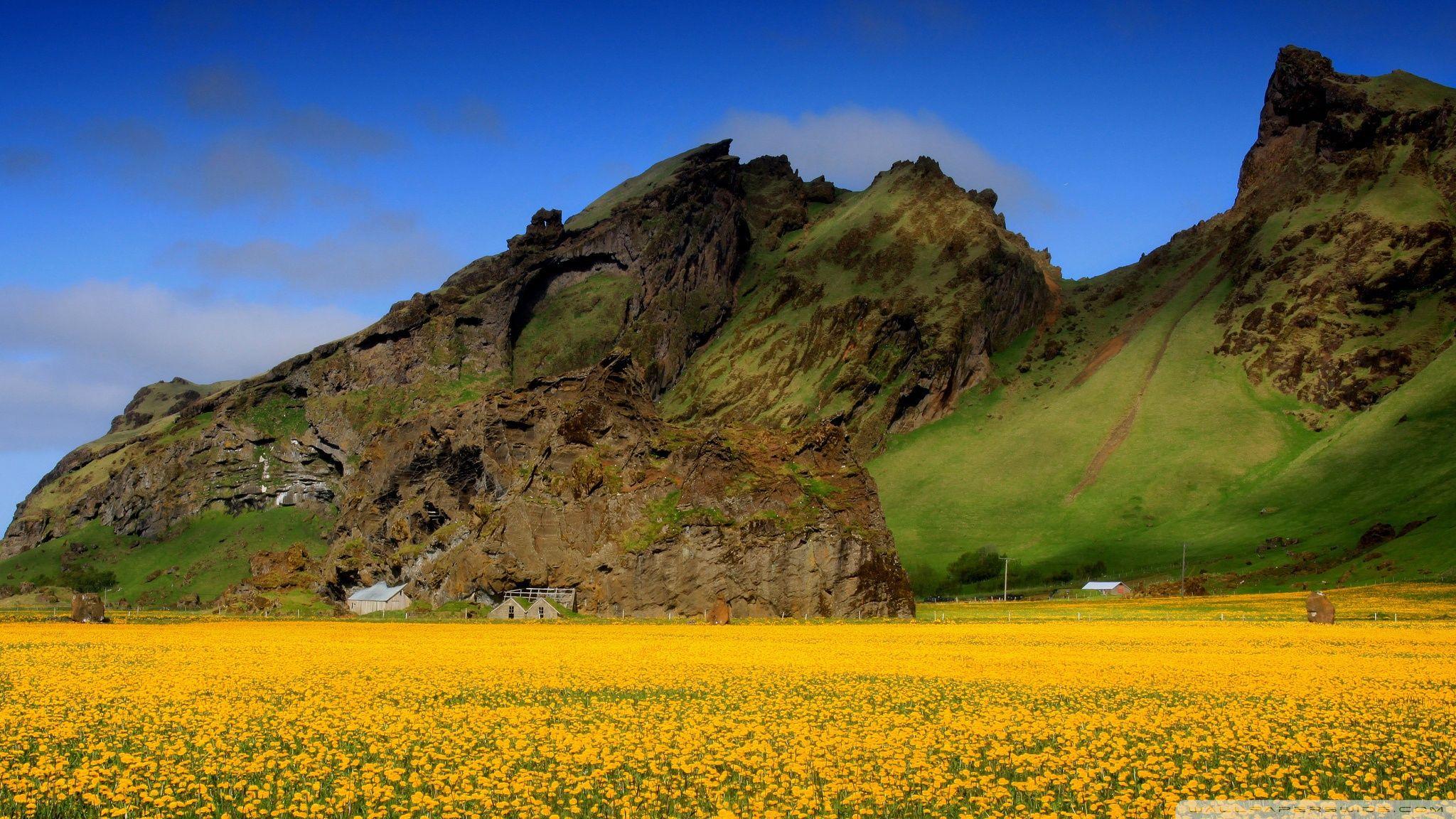 2048x1152 Yellow Dandelion Field Ultra HD Desktop Background Wallpaper for 4K UHD TV : Tablet