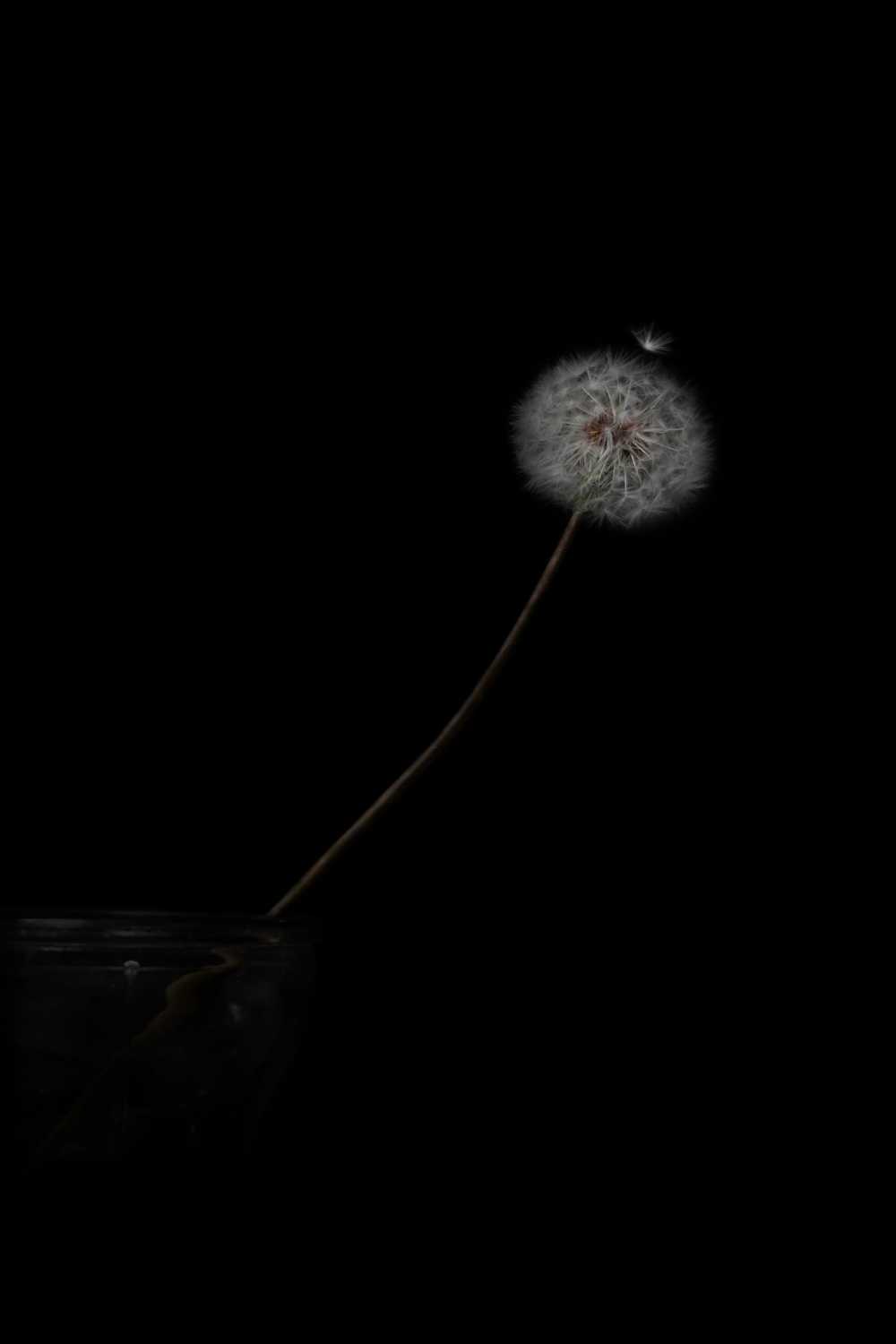 1000x1500 White Dandelion With Black Background HD Wallpaper Hub