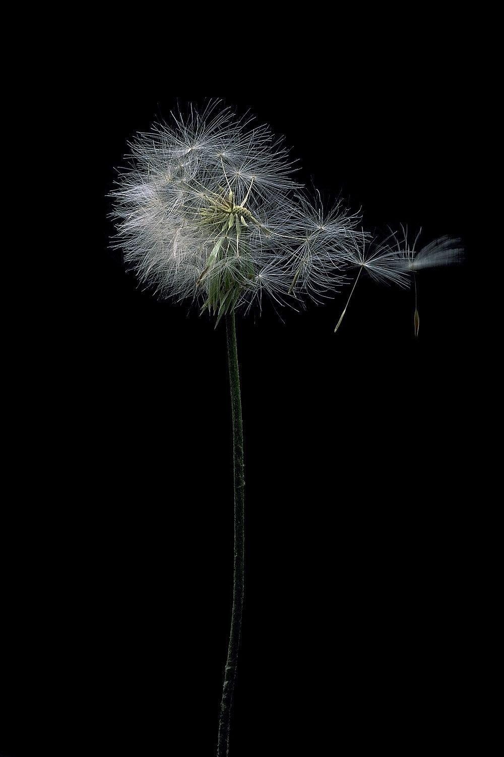 1000x1500 FLOWERS ♡ DANDELIONS 050. Dandelion wallpaper, Dandelion picture, White dandelion