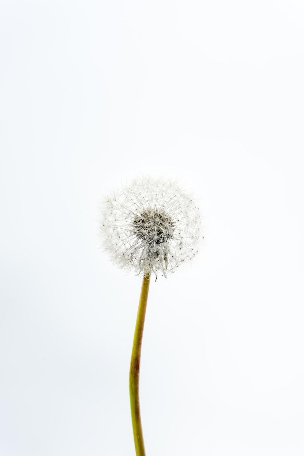 1000x1500 Best White Dandelion Picture [HD]. Download Free Image