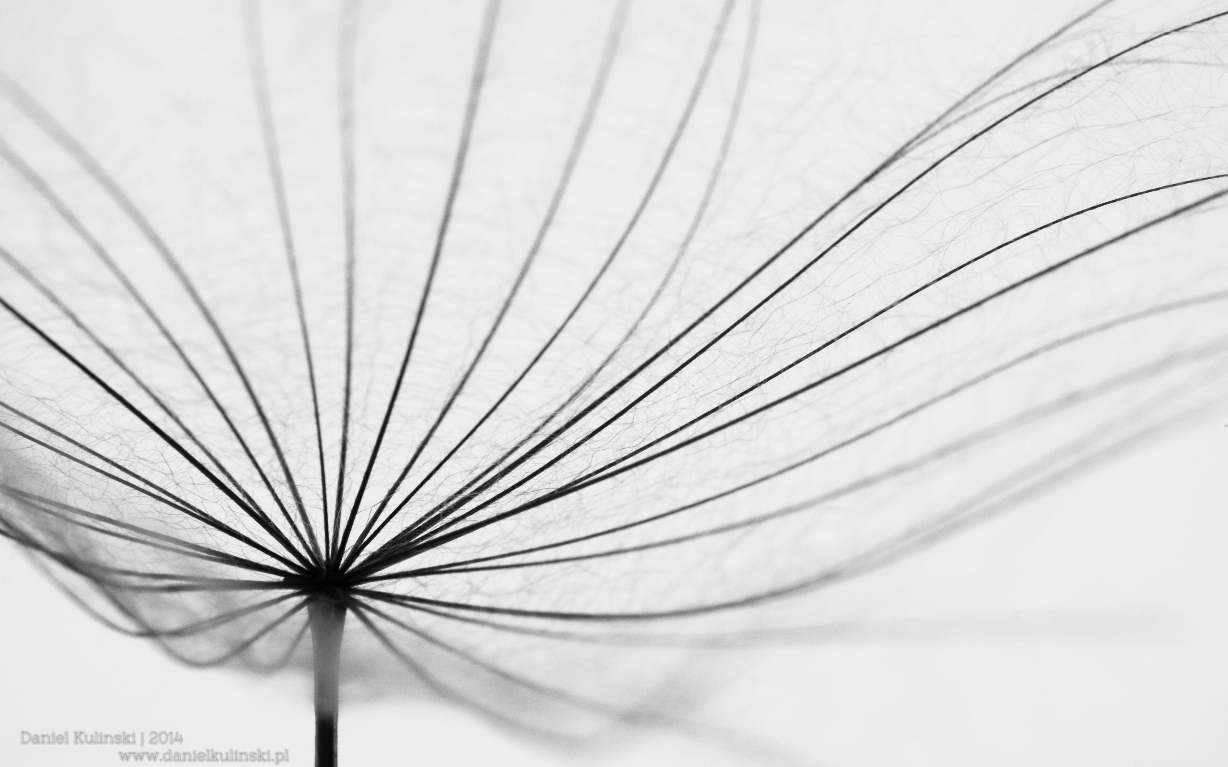 5120x3200 Dandelion SuperMacro Ultra HD Desktop Background Wallpaper for 4K UHD TV : Widescreen & UltraWide Desktop & Laptop : Multi Display, Dual Monitor : Tablet