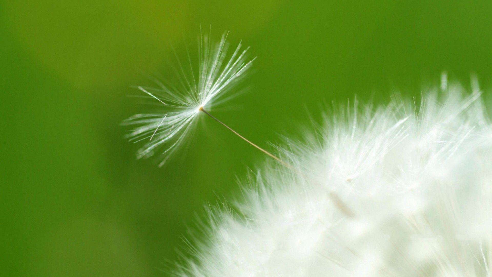 1920x1080 Dandelion Wallpaper
