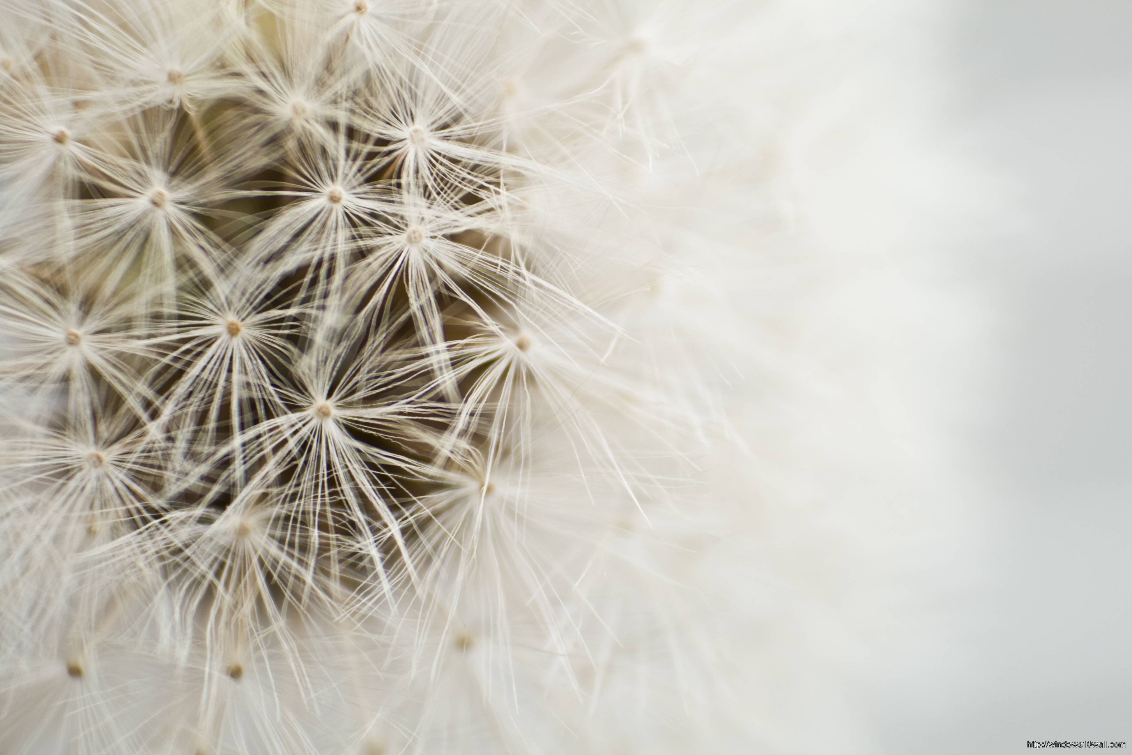 3888x2592 Dandelion White Wallpaper