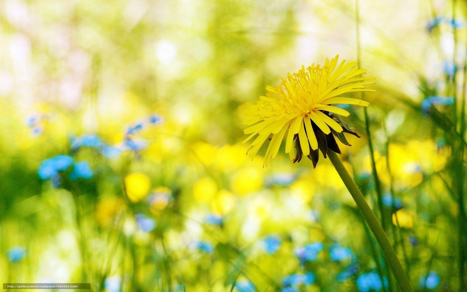 Yellow Dandelion Wallpapers Top Free Yellow Dandelion Backgrounds