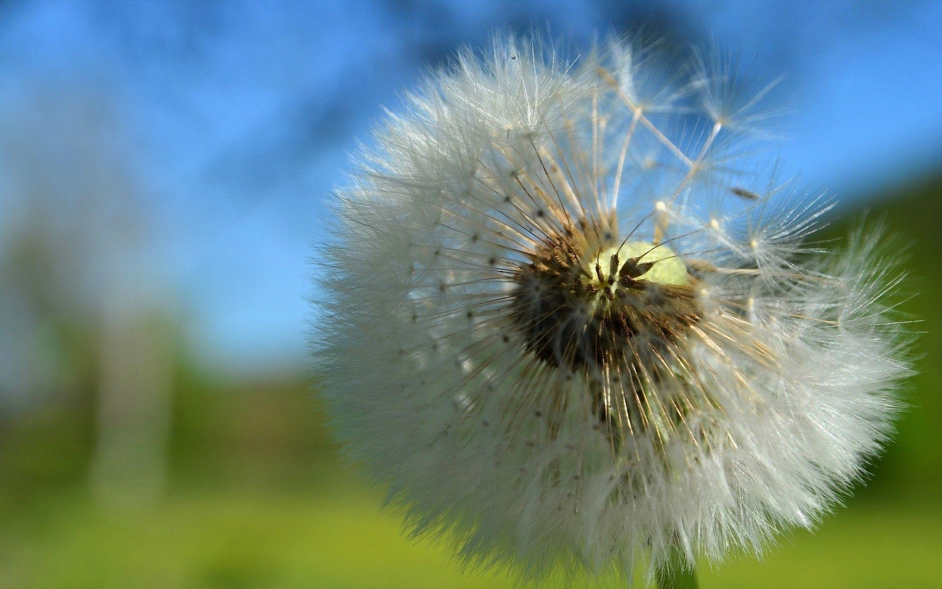 1920x1200 White dandelion closeup