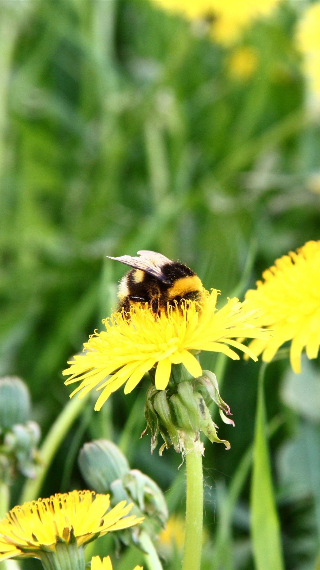 1080x1920 Bee, Yellow Dandelion Flowers 1242x2688 .best