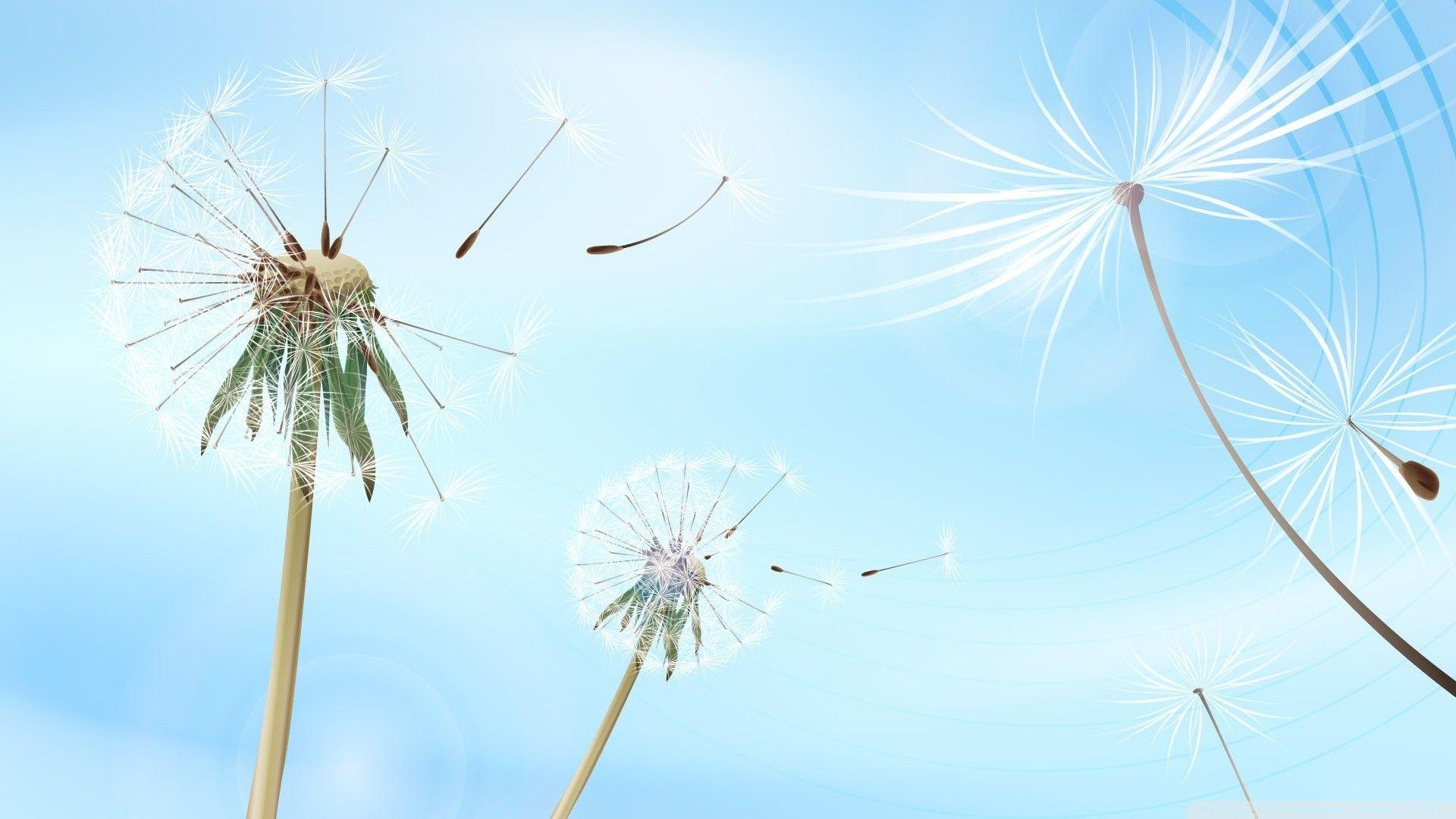1920x1080 Dandelion Wallpaper