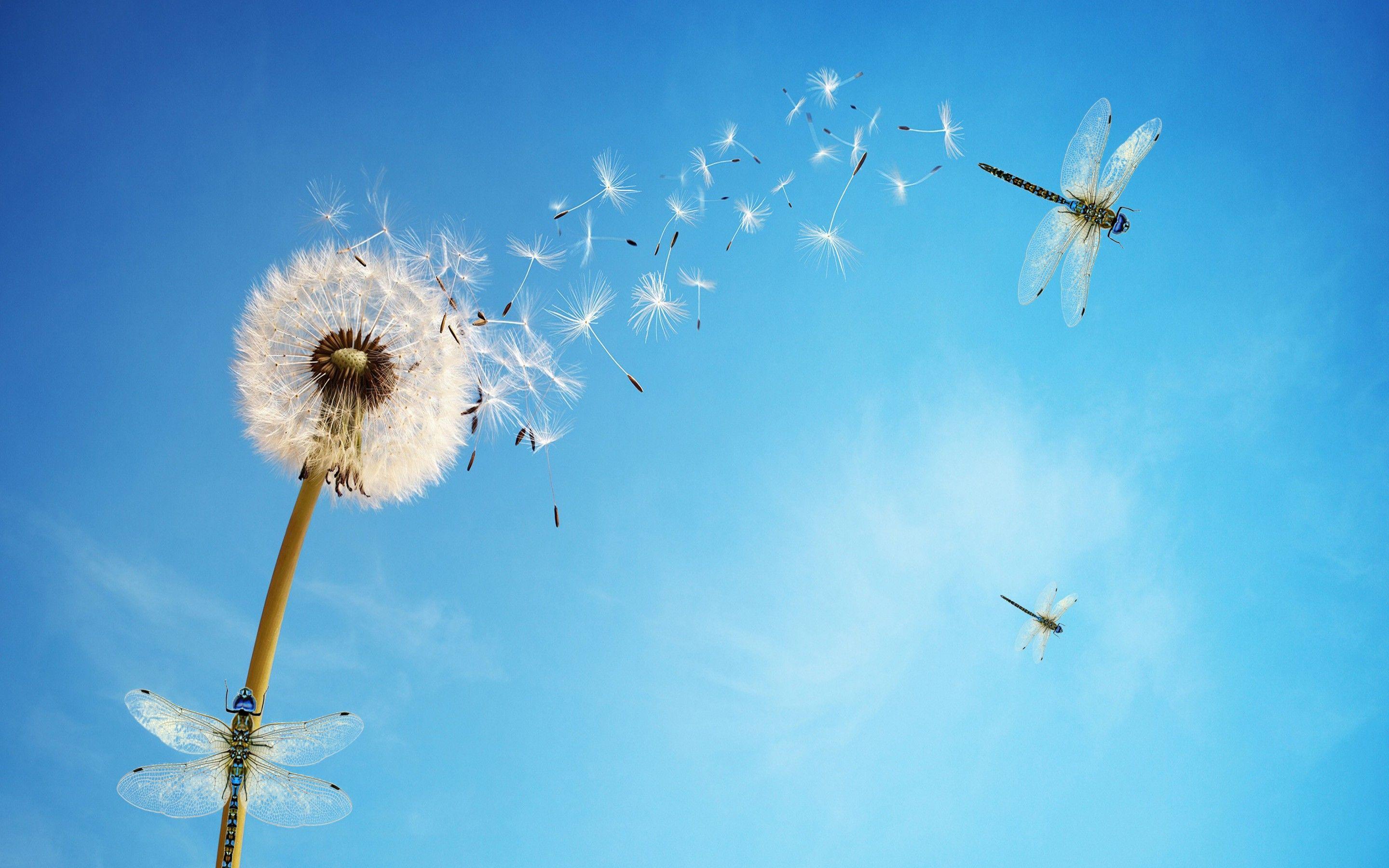 2880x1800 Dandelion flower 4K Wallpaper, White, Dragonflies, Blue Sky, Insects, Blue background, Sky view, Flowers