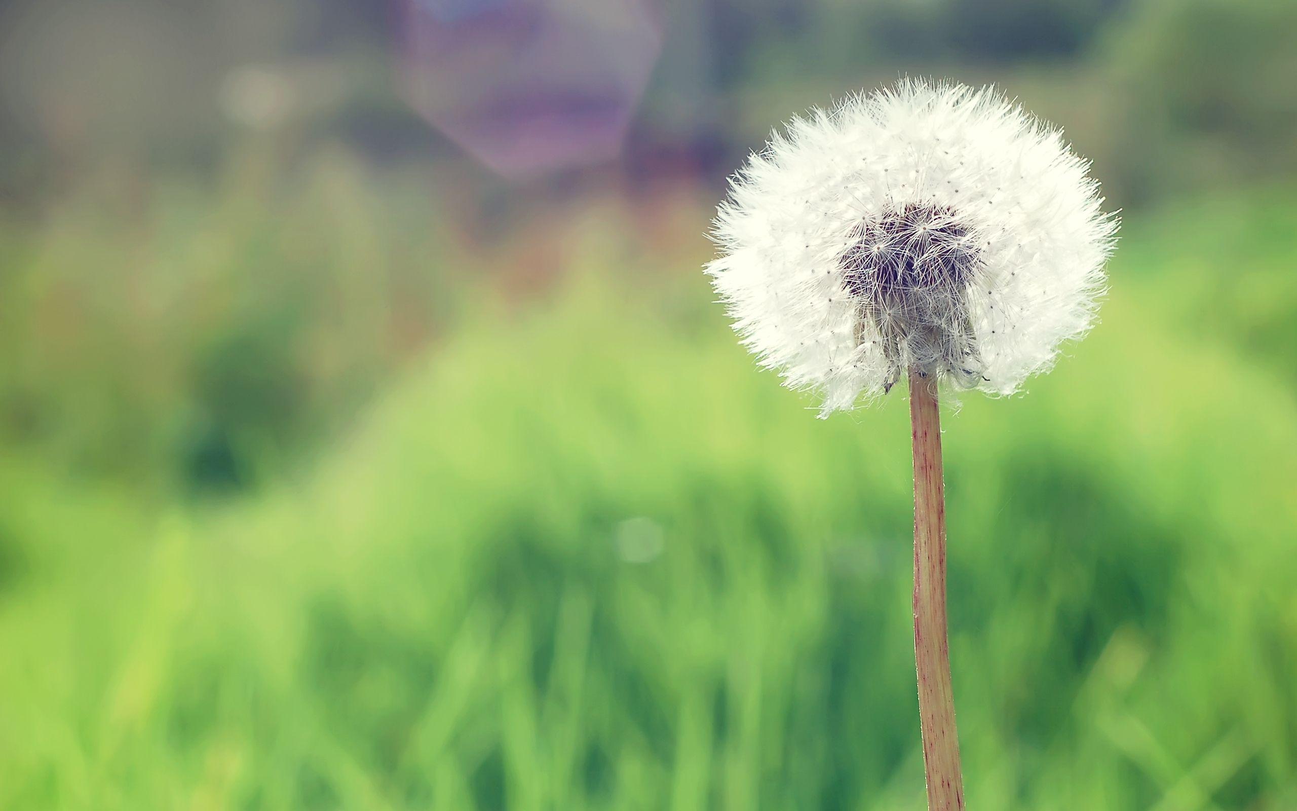 2560x1600 Dandelion 4K wallpaper for your desktop or mobile screen free and easy to download