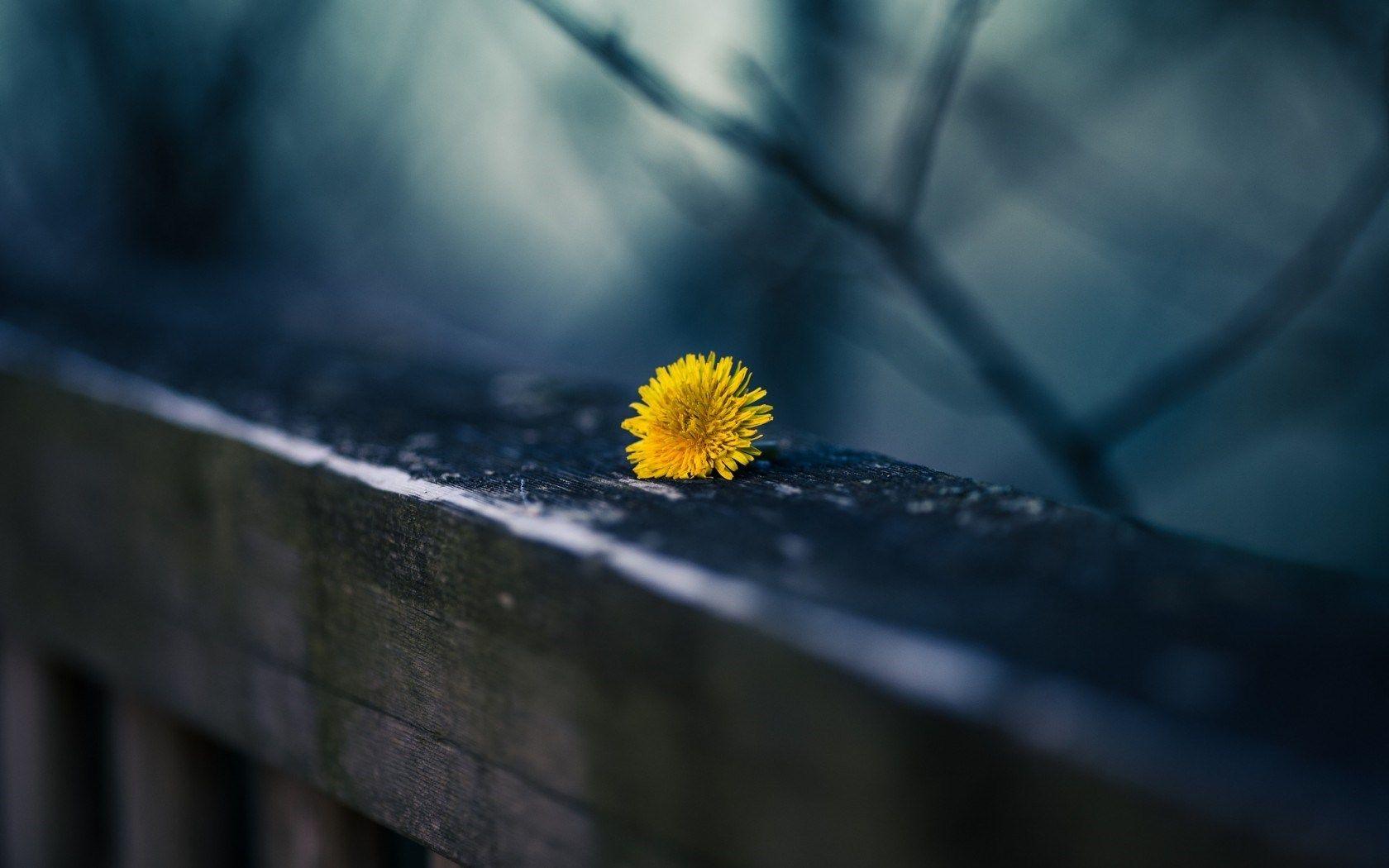 1680x1050 Dandelion Yellow