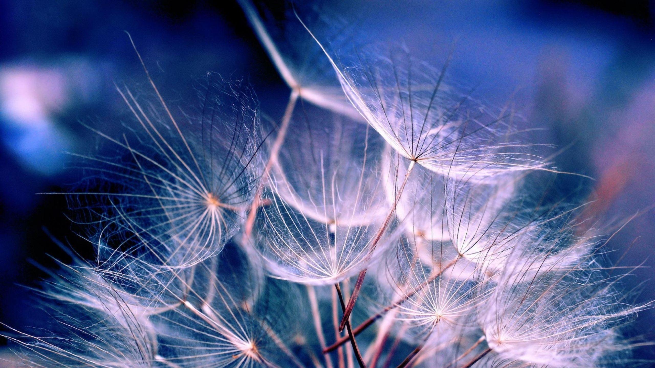 2560x1440 White Dandelions MacBook Air Wallpaper Download