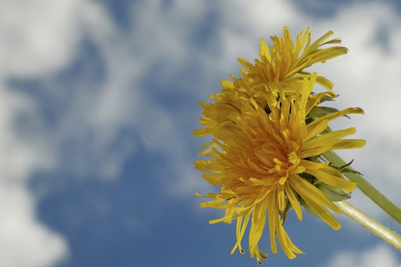 1280x853 Wallpaper Yellow flower Taraxacum Closeup