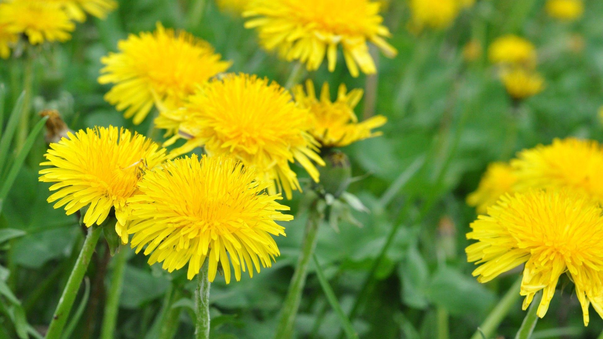 1920x1080 Sure Fire Methods Of Saying Goodbye To Dandelions. PLOWZ And MOWZ