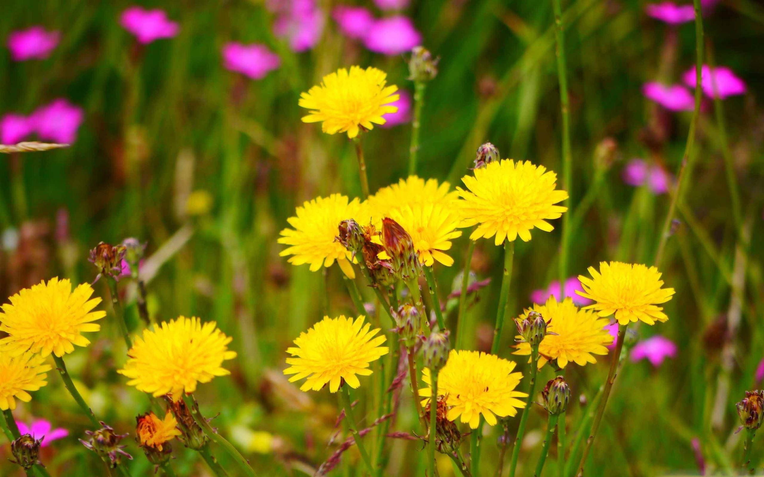 2560x1600 Dandelion Flowers MacBook Air Wallpaper Download