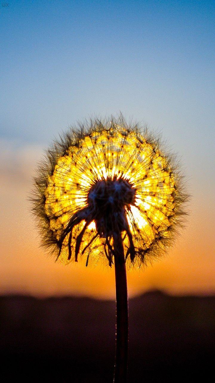 Yellow Dandelion Wallpapers - Top Free Yellow Dandelion Backgrounds ...