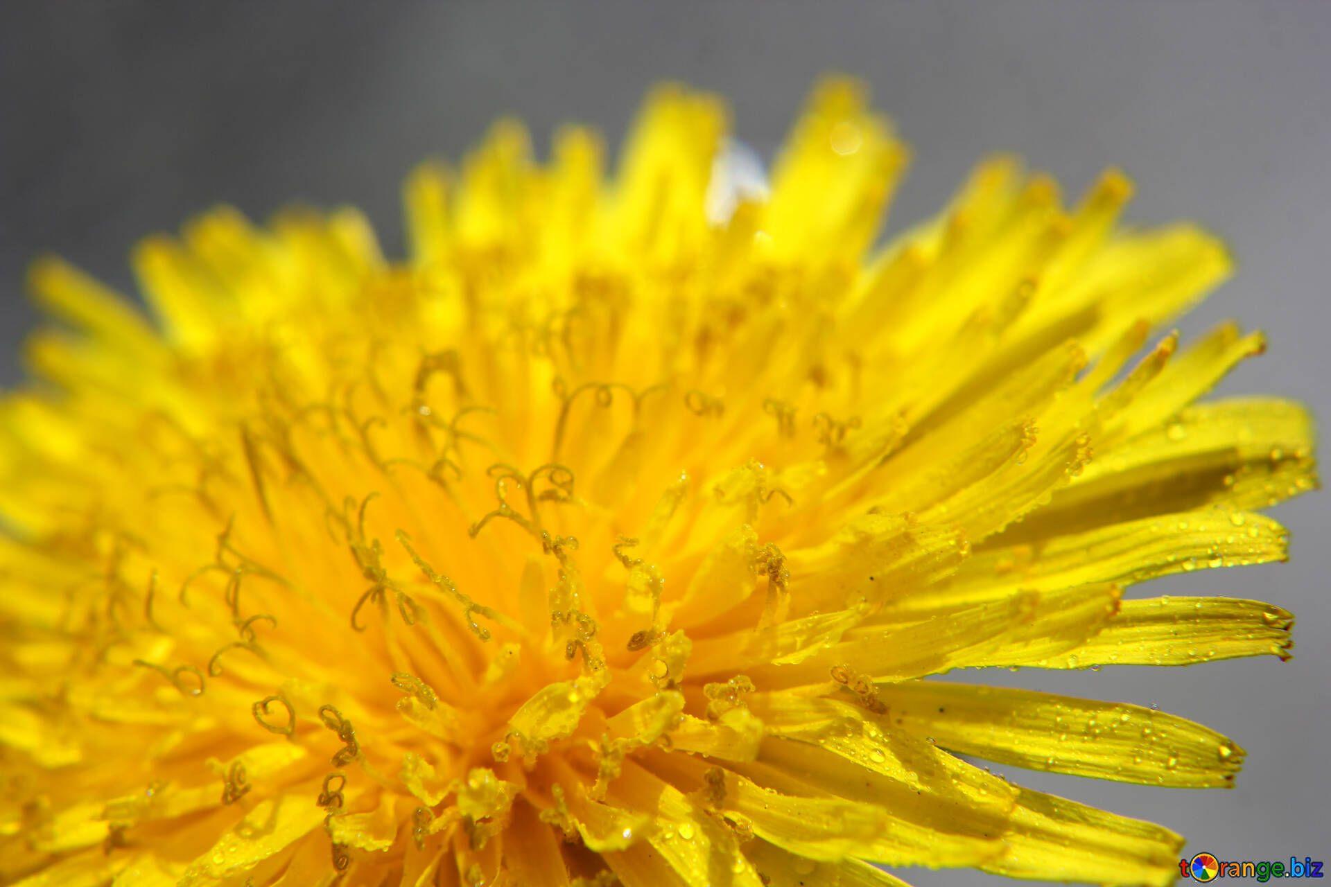 Yellow Dandelion Wallpapers Top Free Yellow Dandelion Backgrounds