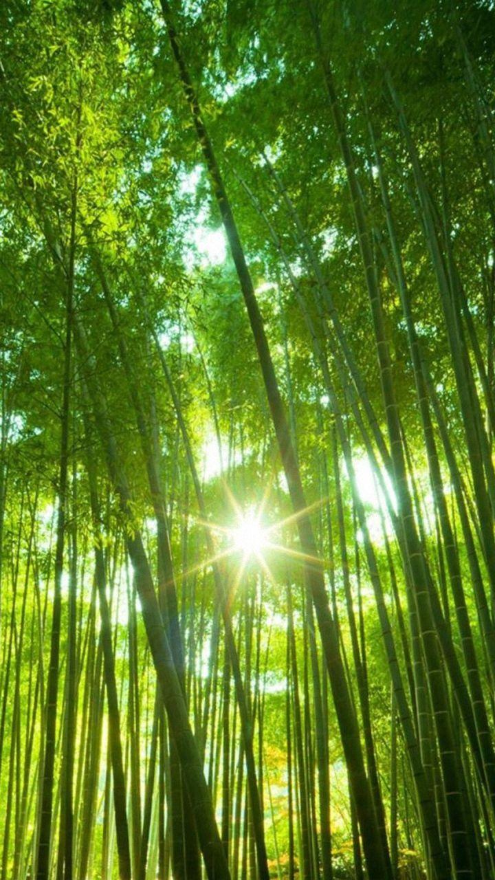720x1280 Hd Cool Tree Scenery Nokia Phone Wallpaper Wallpaper Trees HD Wallpaper