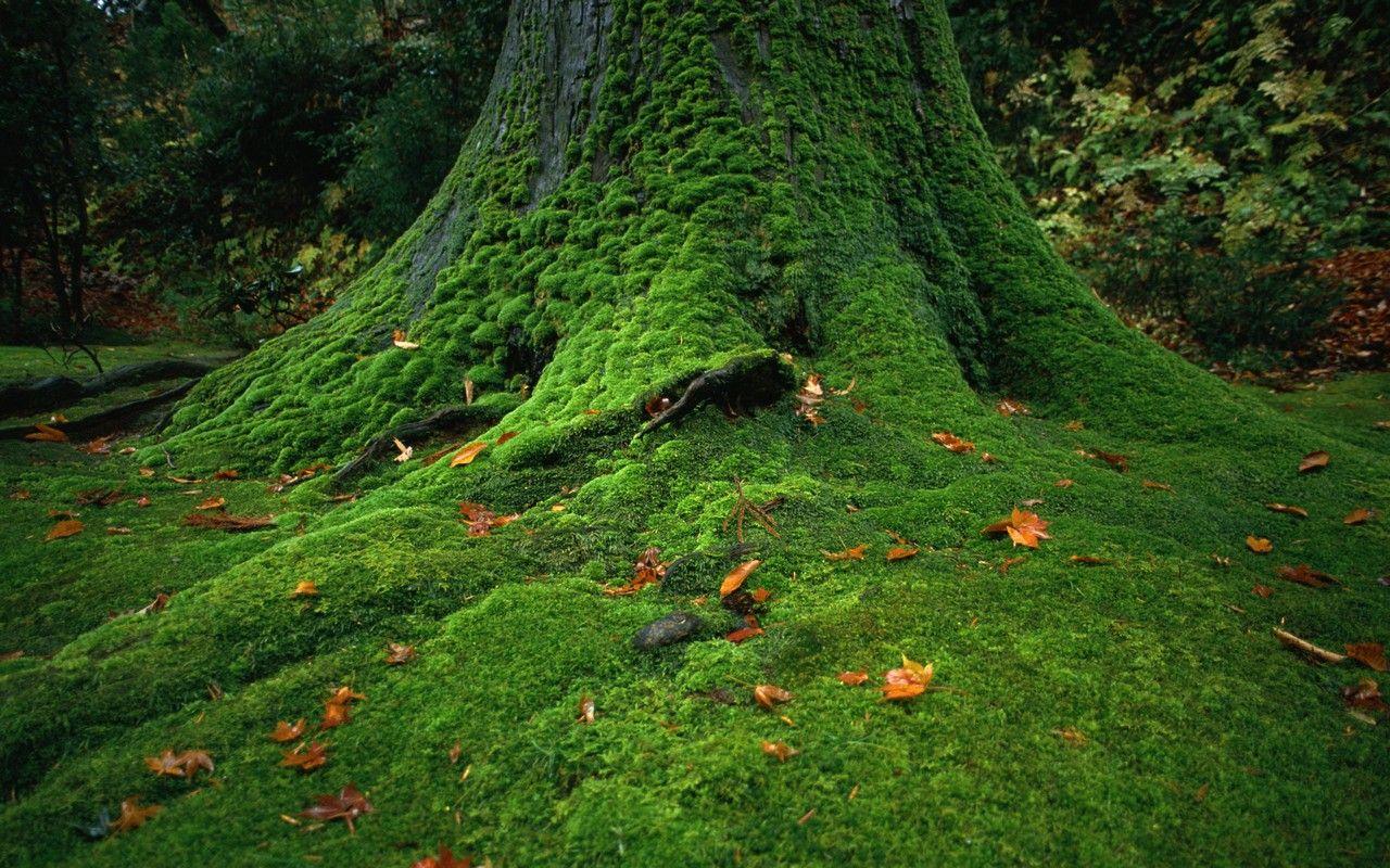 1280x800 GREEN TREE WALLPAPERS. GREEN TREE Scenery Desktop wallpaper 1691 - Red Tree Desktop Wallpaper